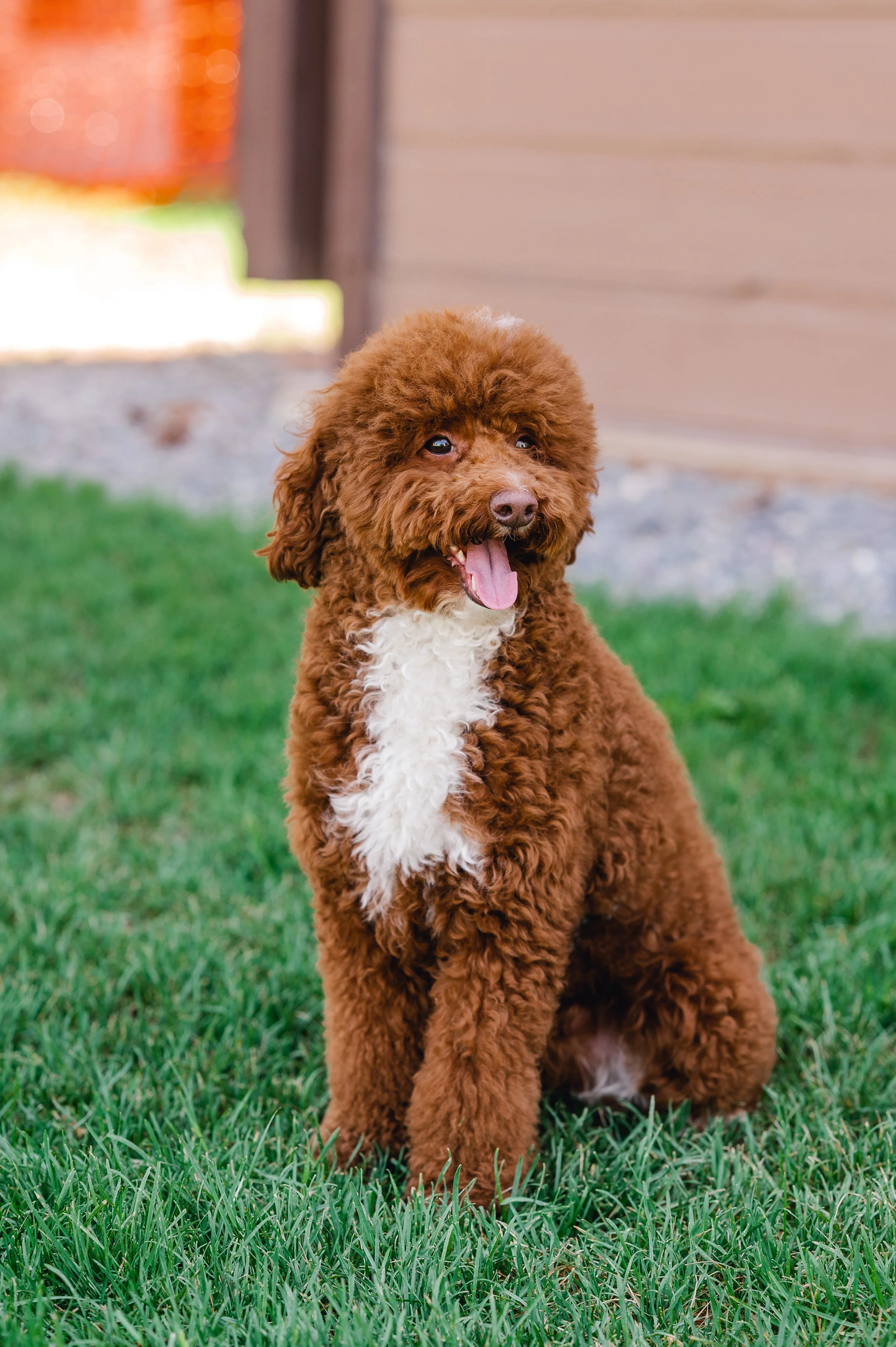 Human Foods Dogs Should Avoid