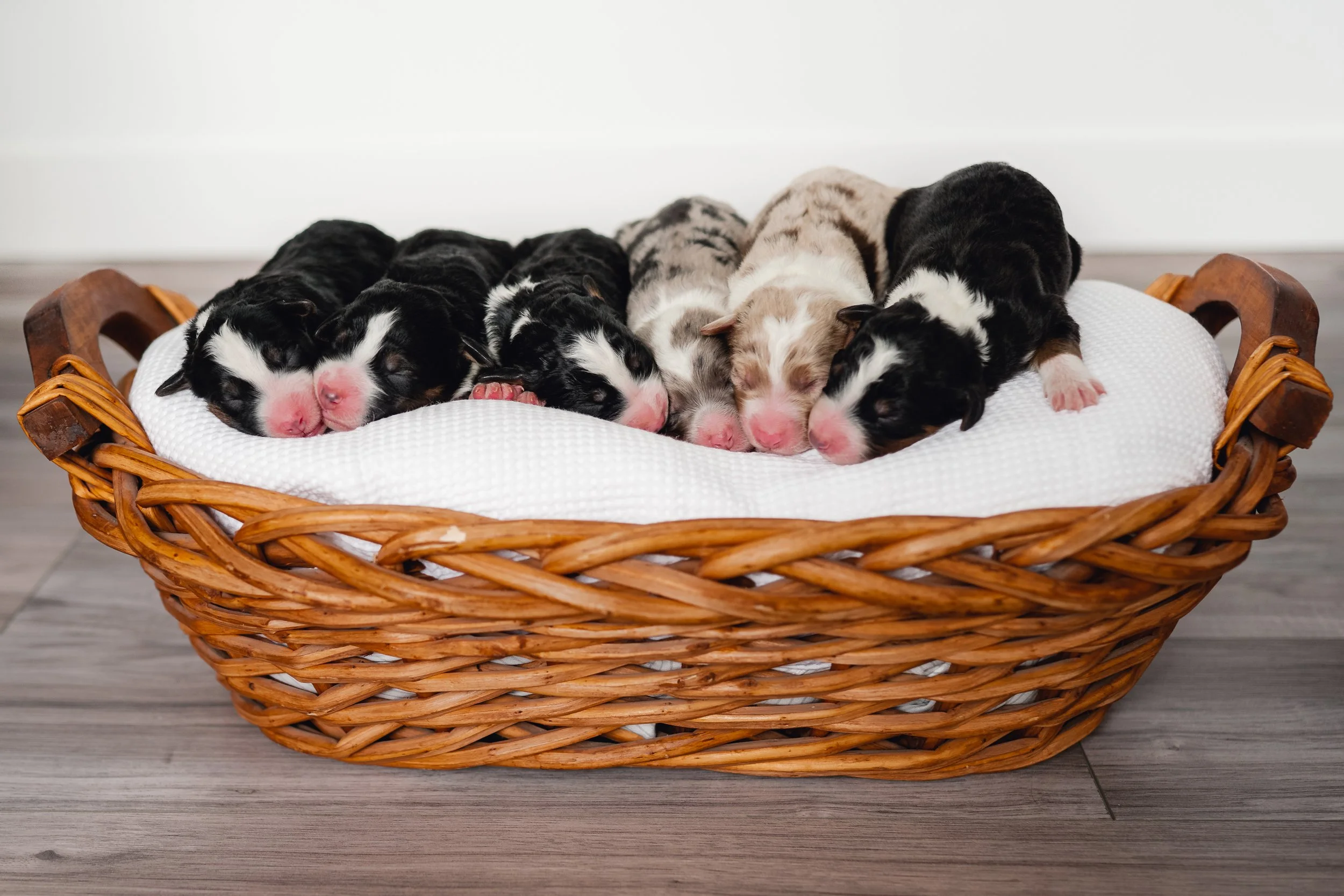 Teaching Your Puppy to Sit: A Step-by-Step Guide