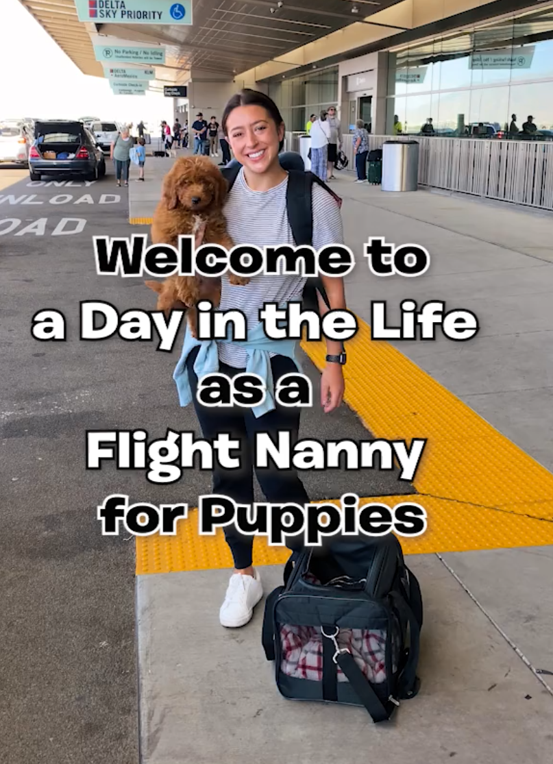 Tips &amp; Tricks of Flying with a Puppy