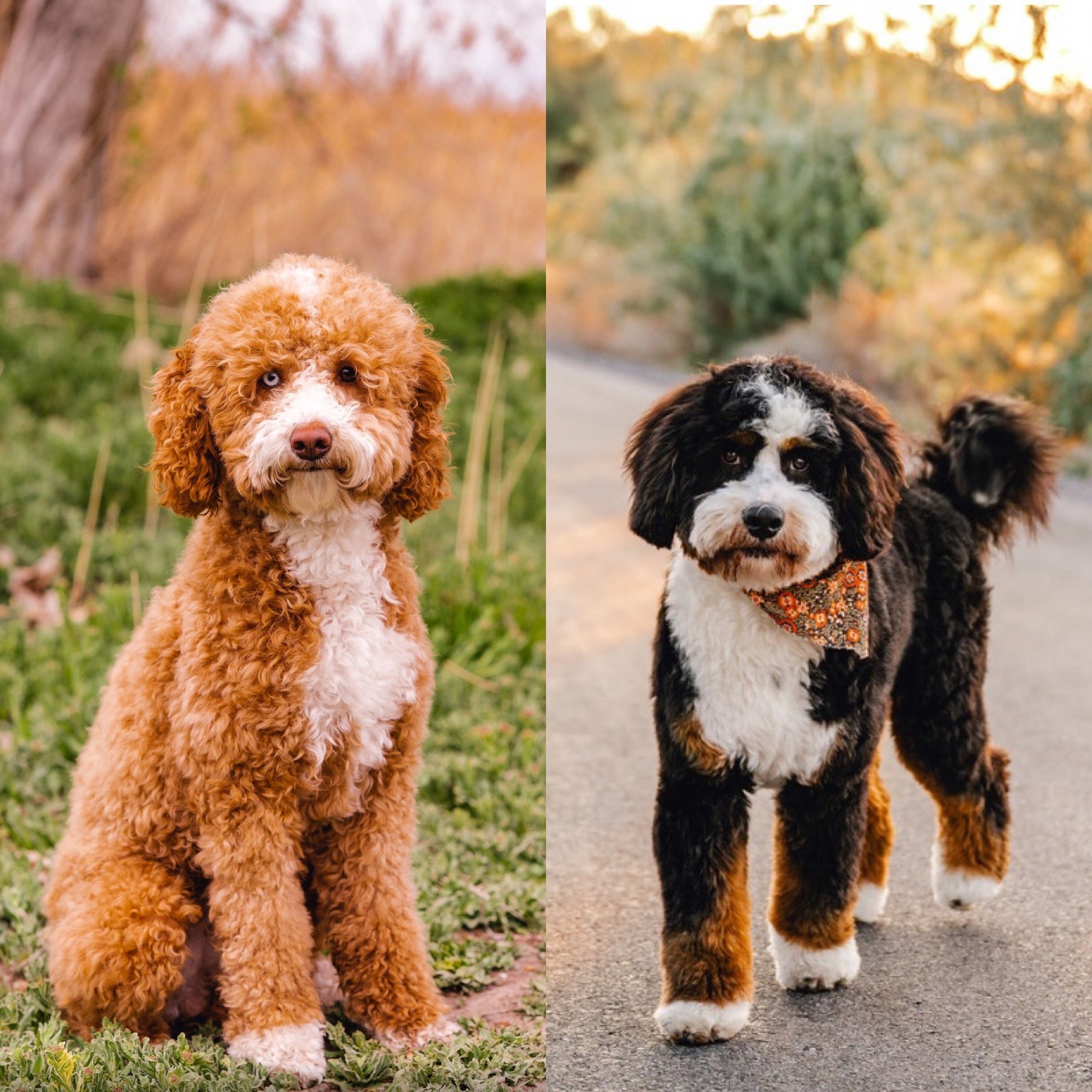 Bernedoodles — Utah Goldendoodles