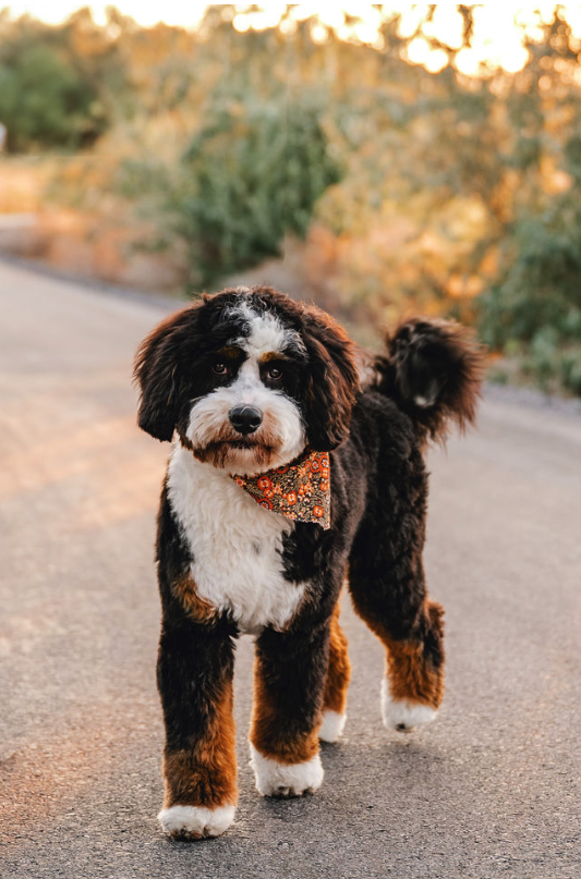 Mini Bernedoodle Full Grown Mini Bernedoodle Full Grown