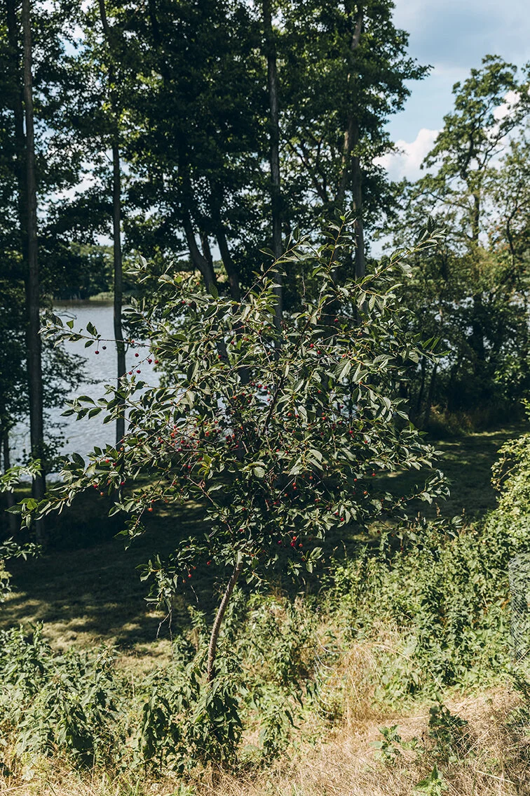 _I5A7900.jpg