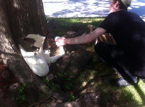 Shading Tree (installation)