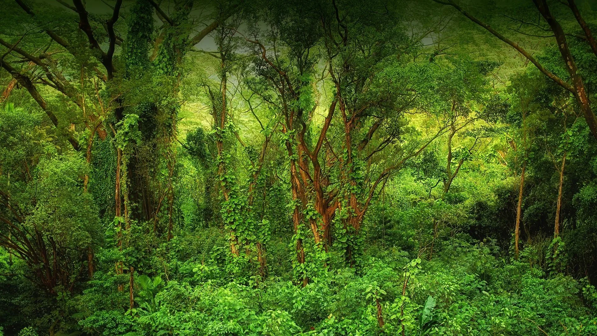 Avoided Deforestation
