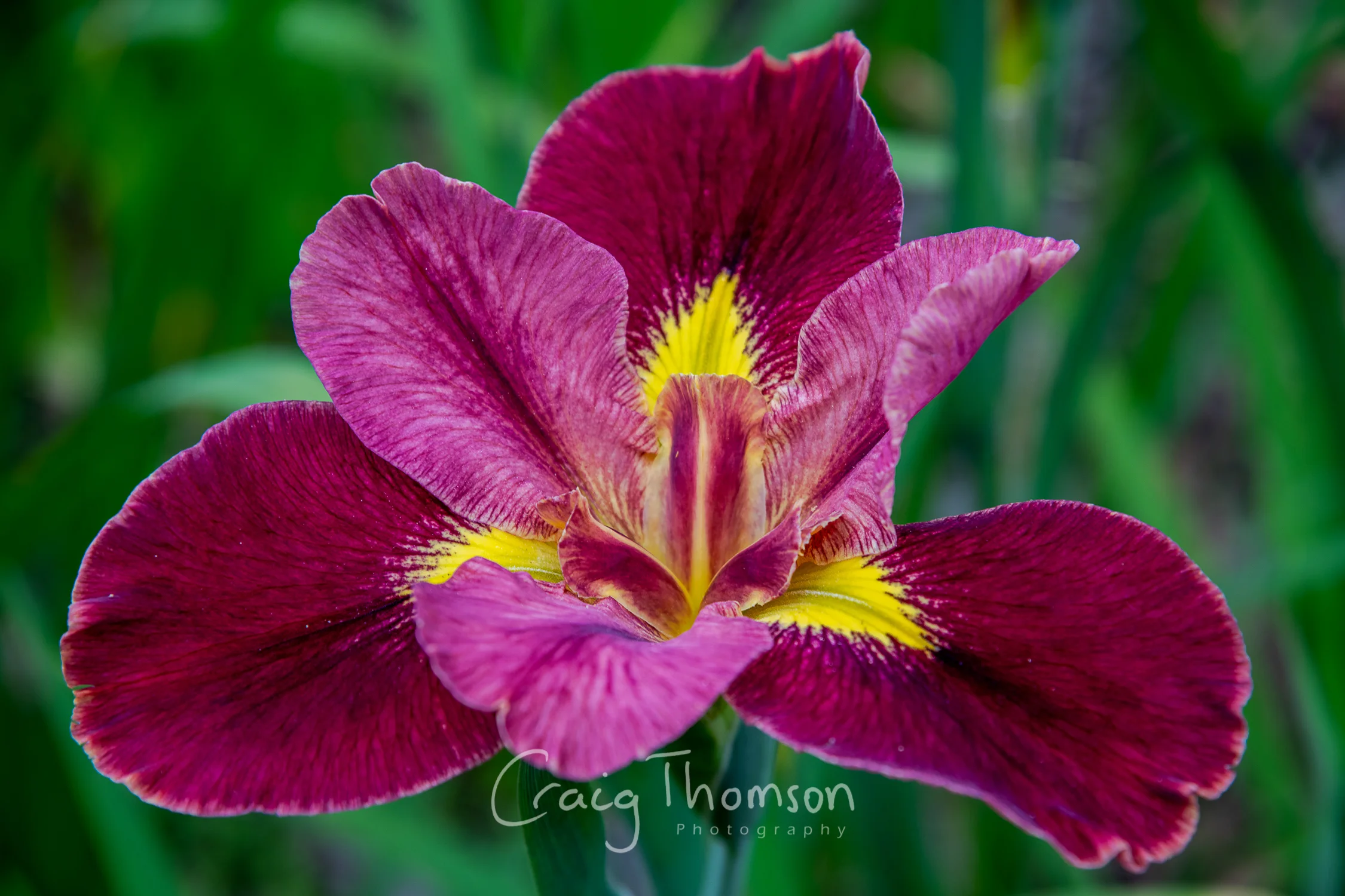 Iris
