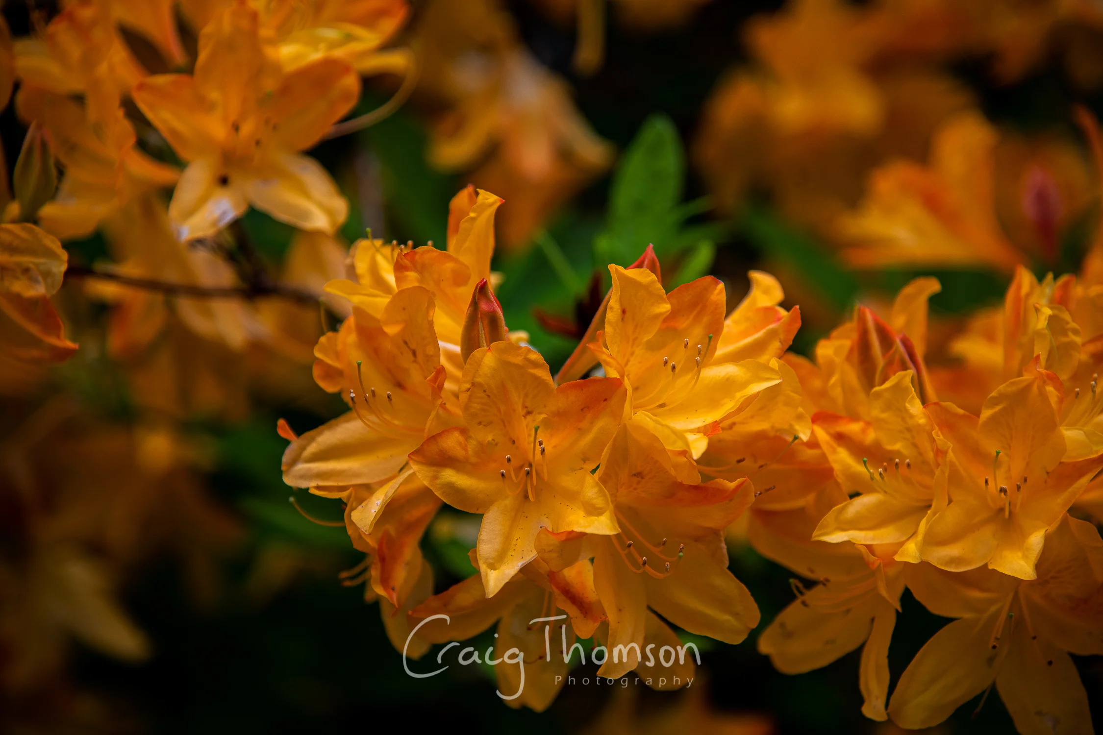 Yellow Azaleas