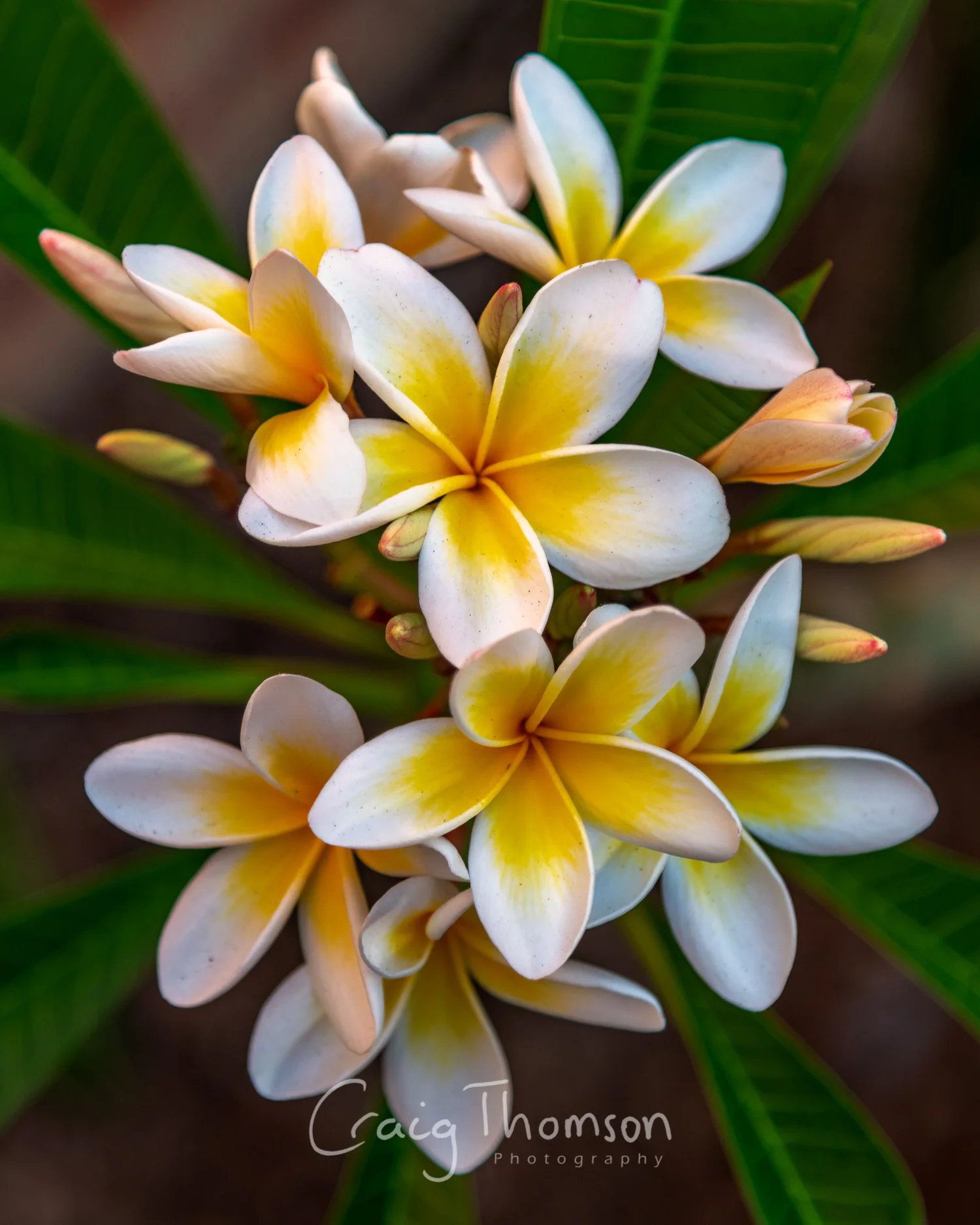 Frangipani