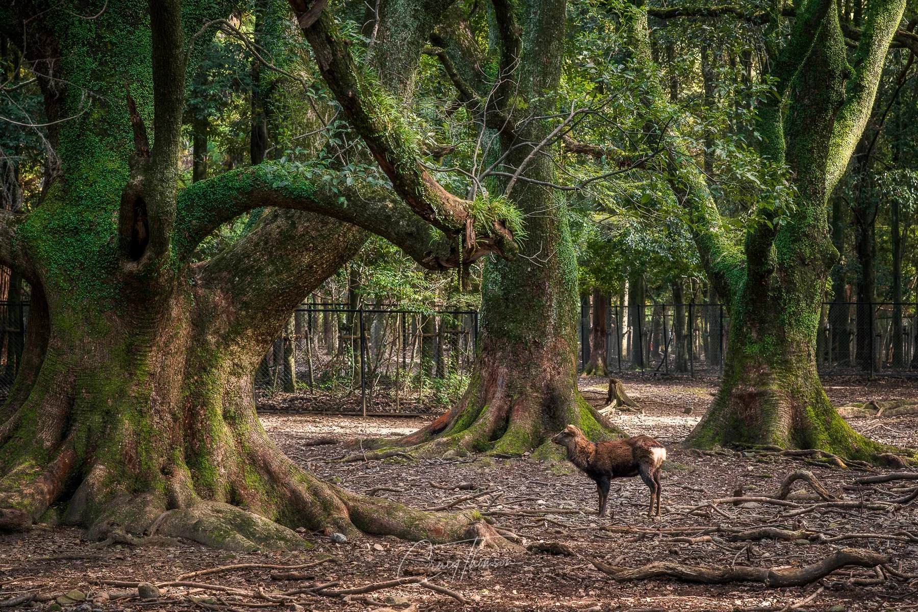 Admiring the Ancients