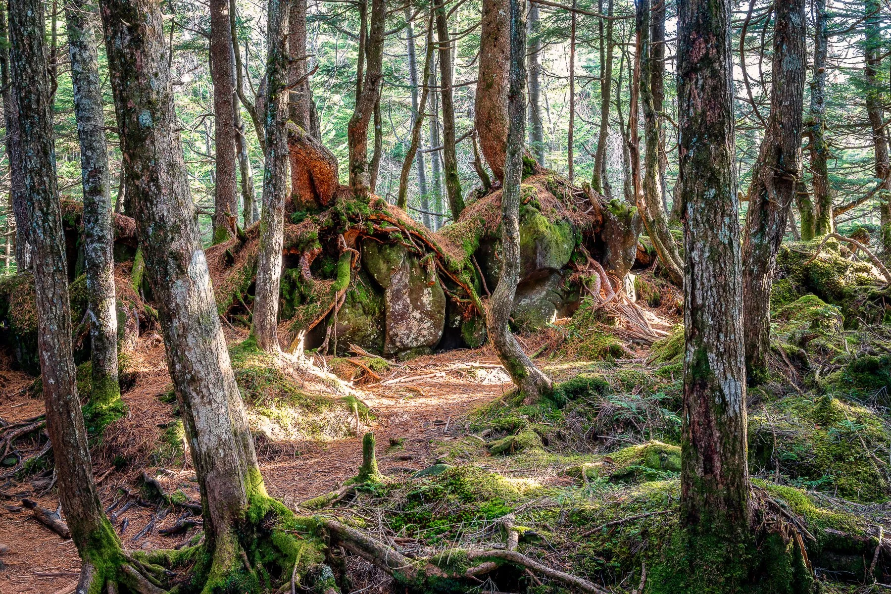 Boulder Forest