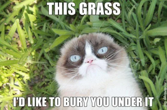 Grumpy Cat.jpg