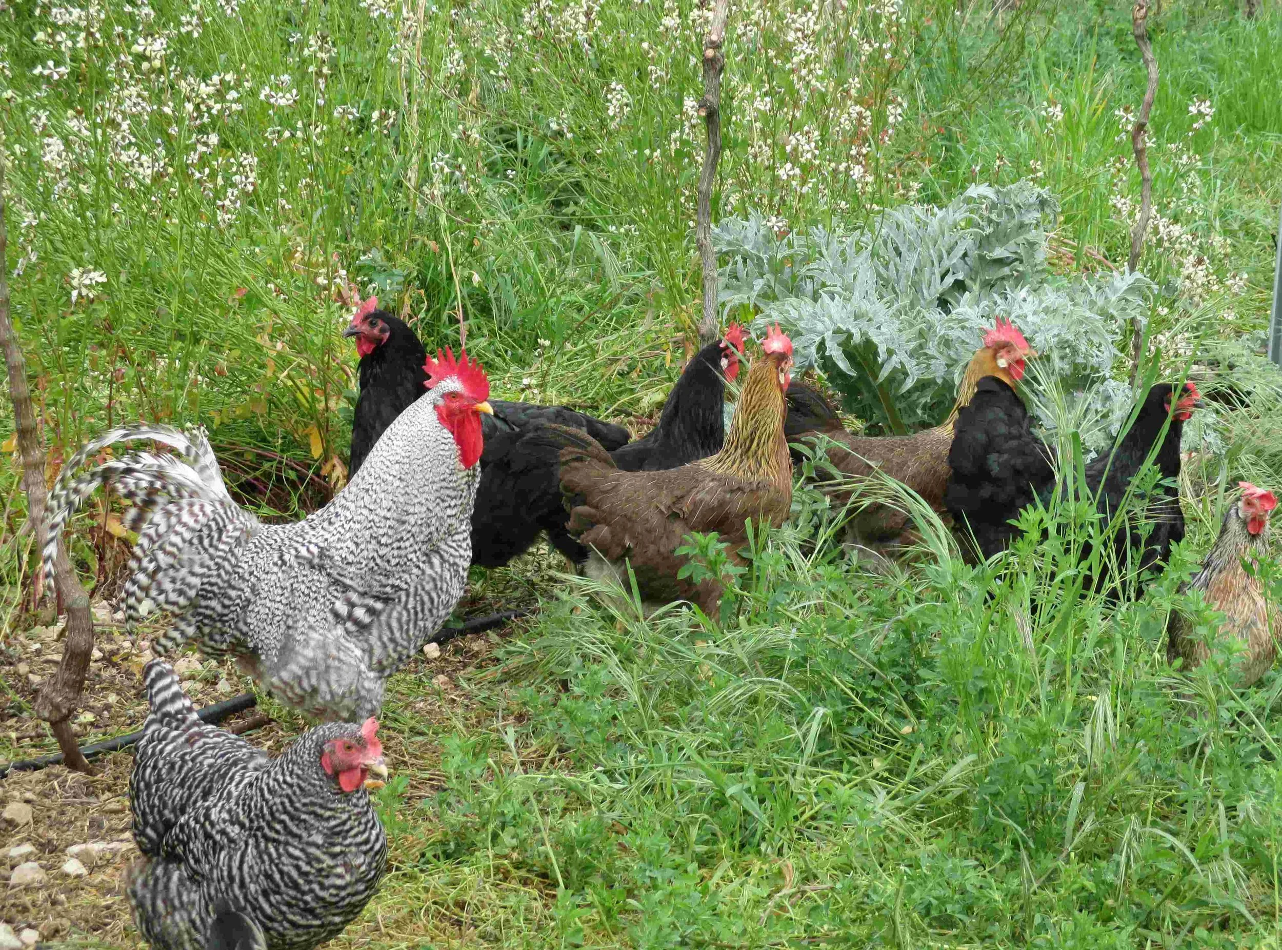poultryatpasture.JPG