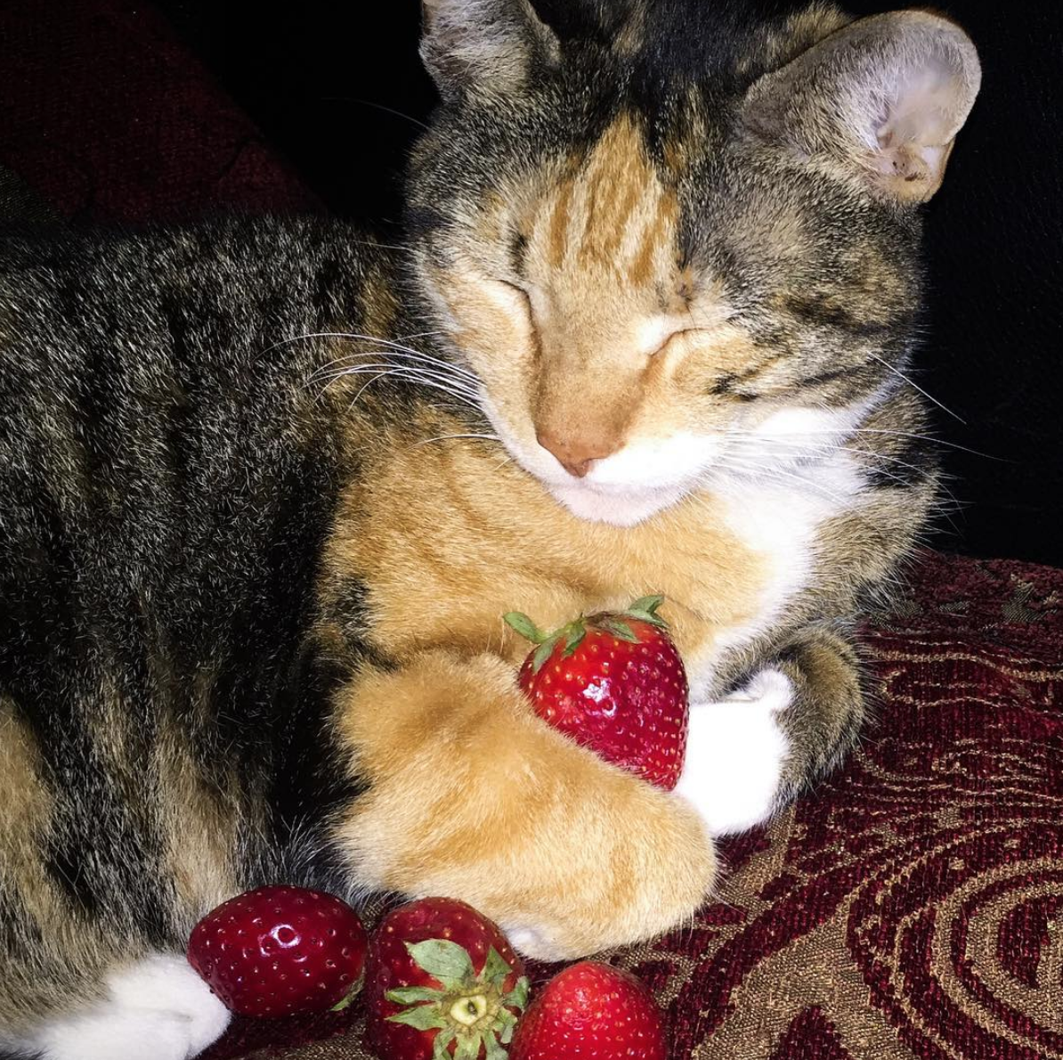 Photo by Donna Lester of my cat Gemma