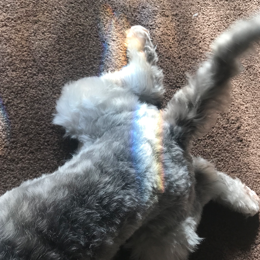the innocent butt of a sweet innocent lover puppy - Nairobi Reign (new to me and my family)