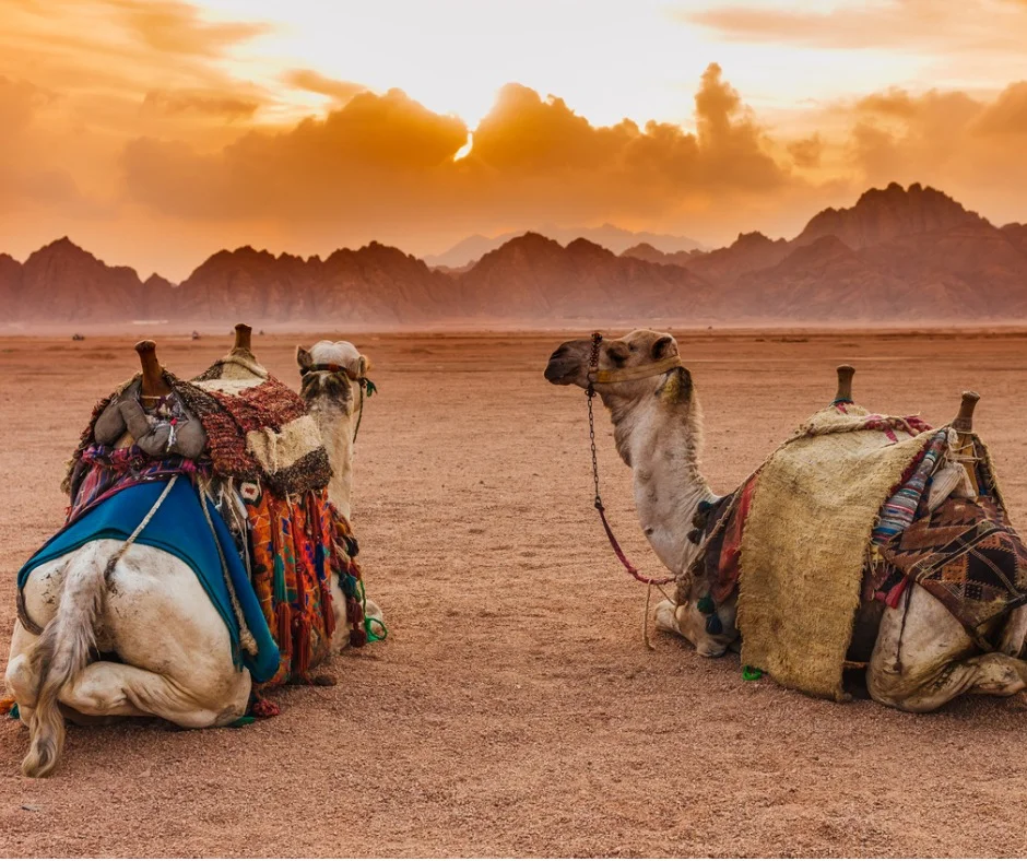 MARRAKECHtwo-camels-FACEBOOK.jpg