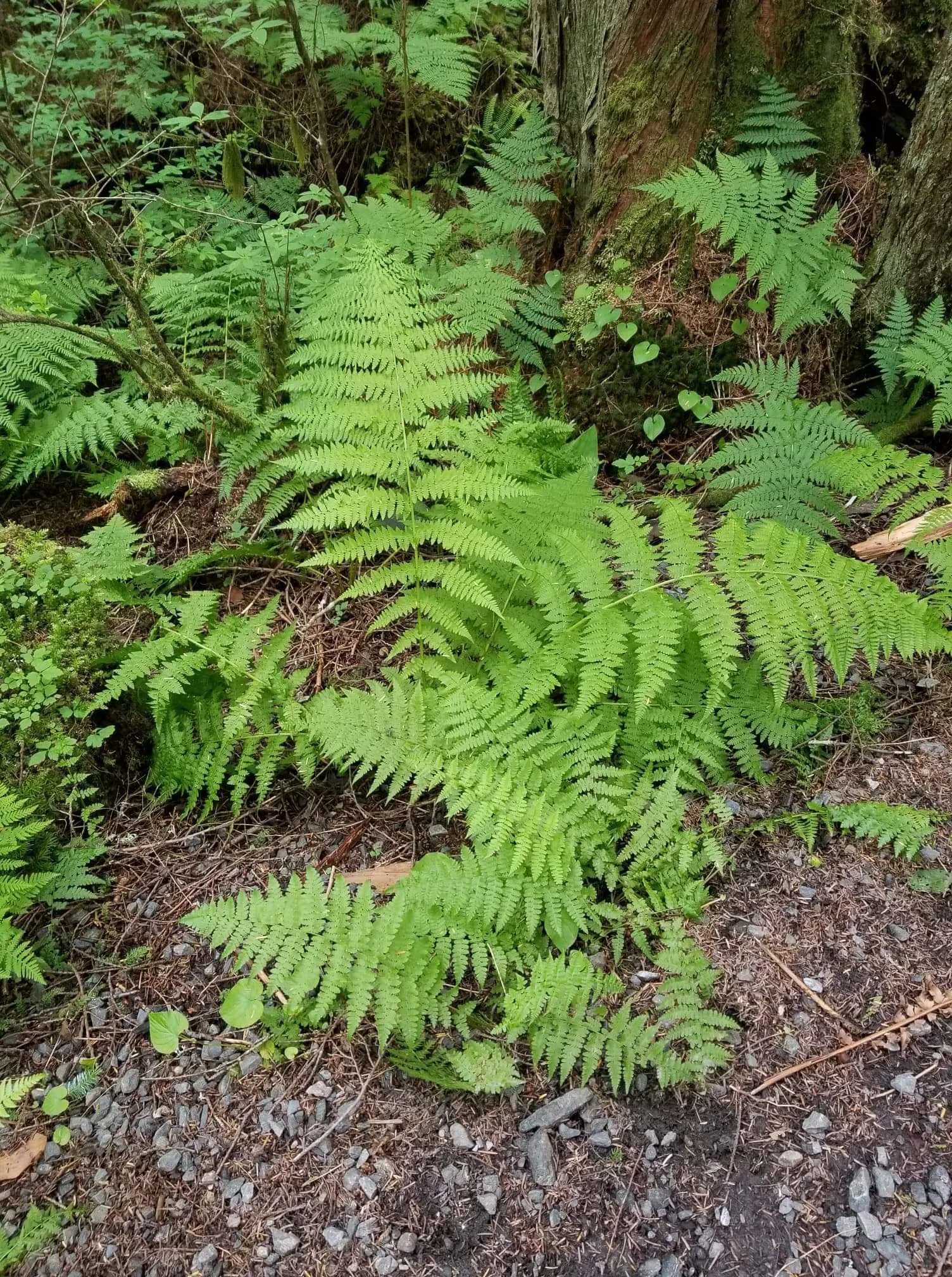 We Are What We Repeatedly Tell Ourselves We Are