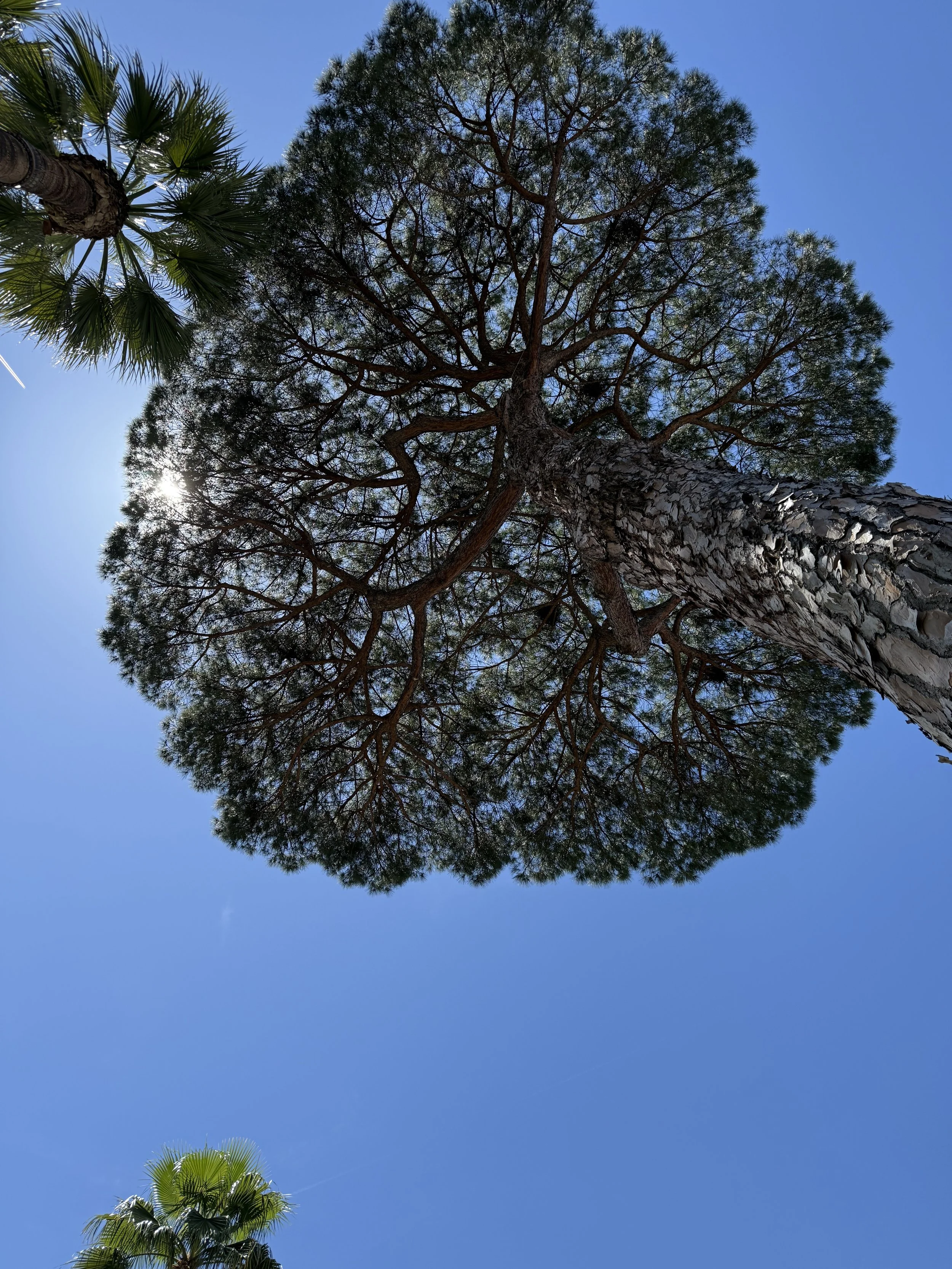 Fallen off the Wagon?? Here some helpful thoughts to get you back on track...