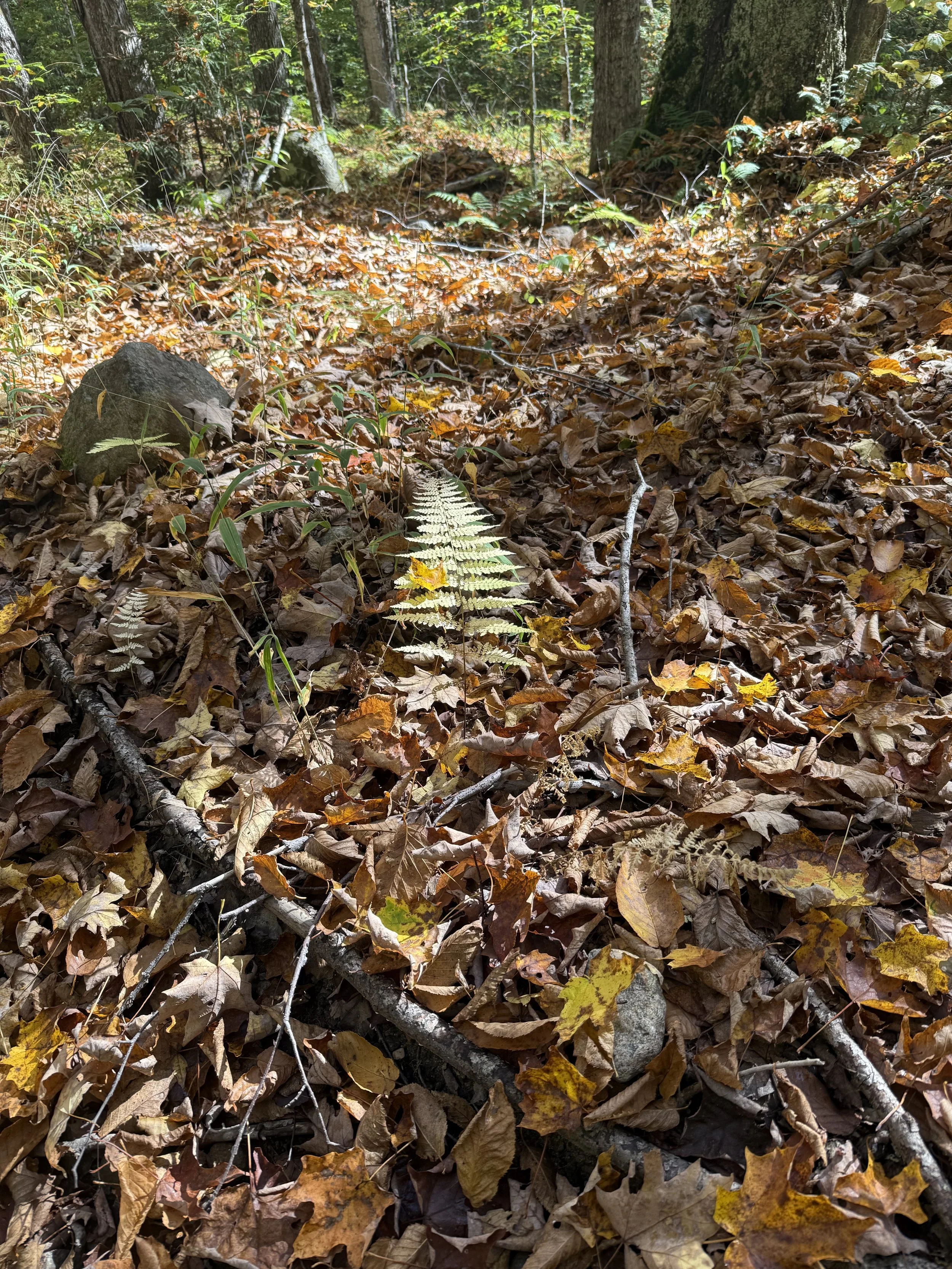 Pre- Competition Mental &amp; Physical Preparation