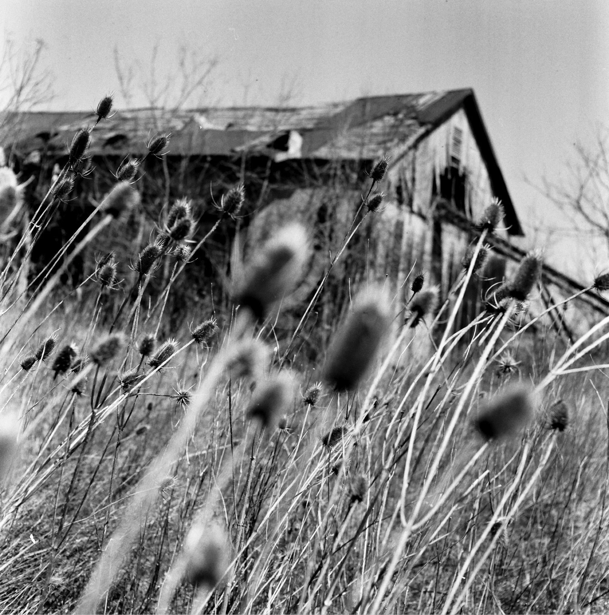 Tri-X Test-5.jpg