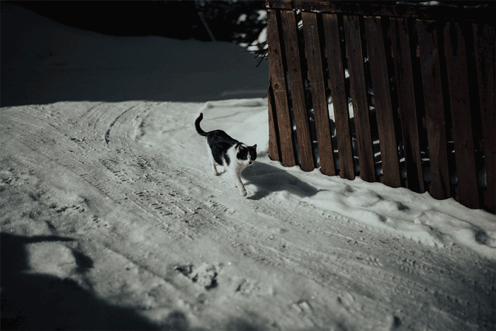 Kitty-winter.gif