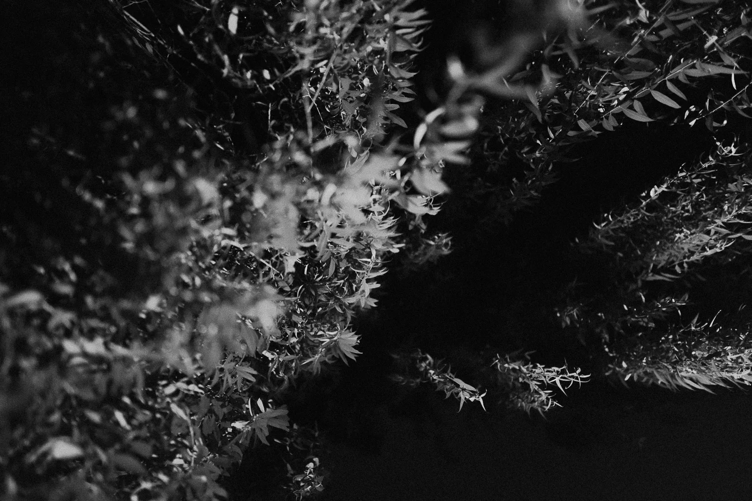 czarno biala fotografia analogowa (6 of 18).jpg
