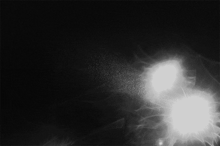 fotografia czarno biala analogowa gif1.gif