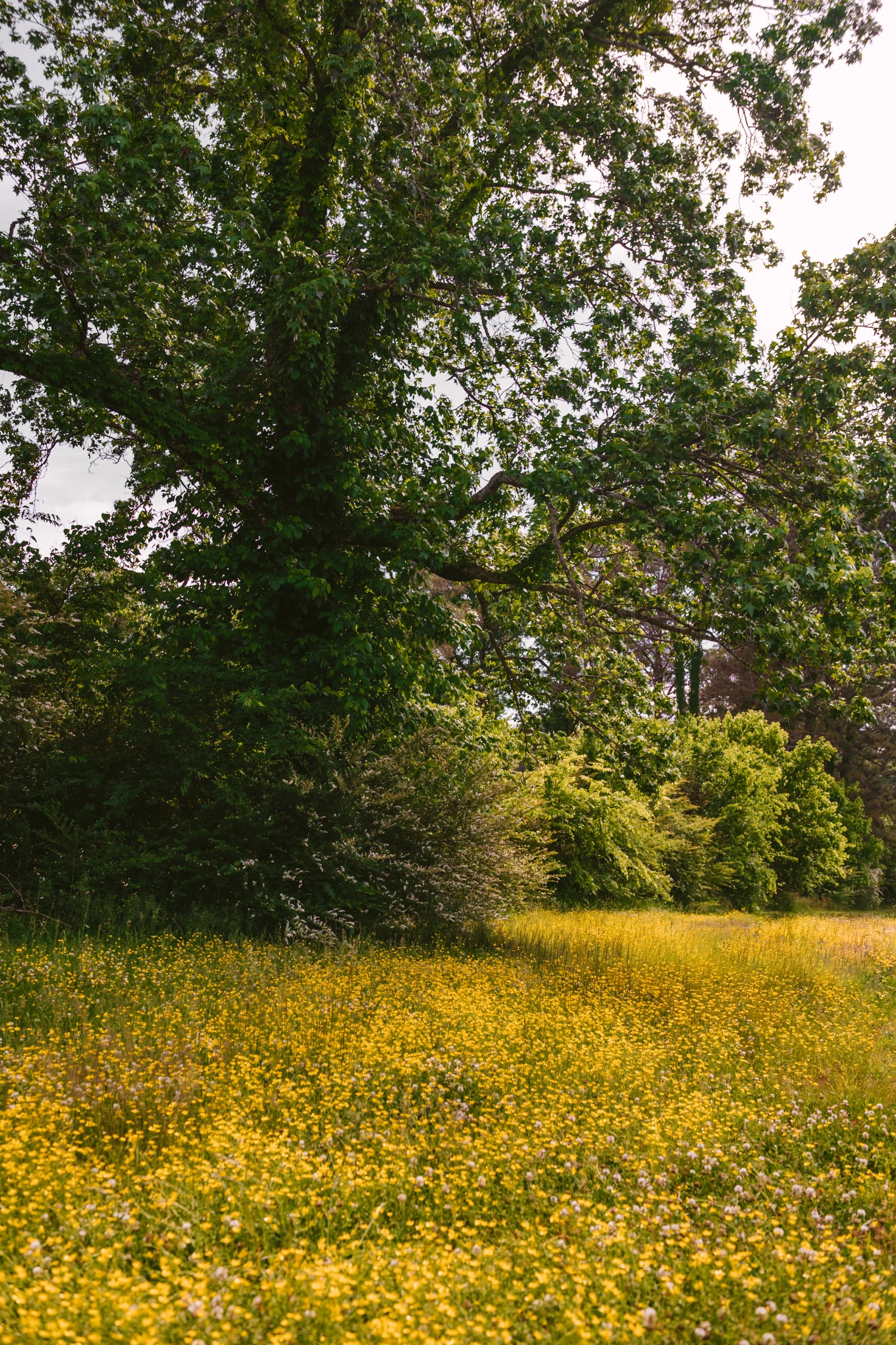 an overly large tree, in Alabama, in a field of yellow wildflowers. A Photographers paradise
