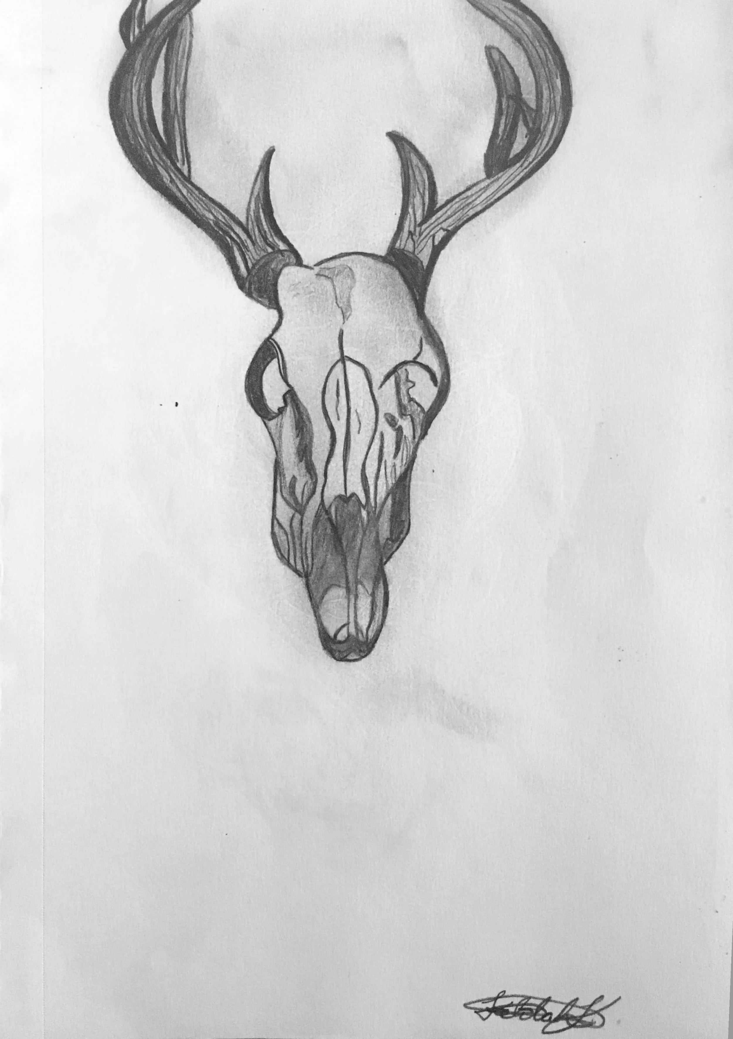 Skeletal Mammal