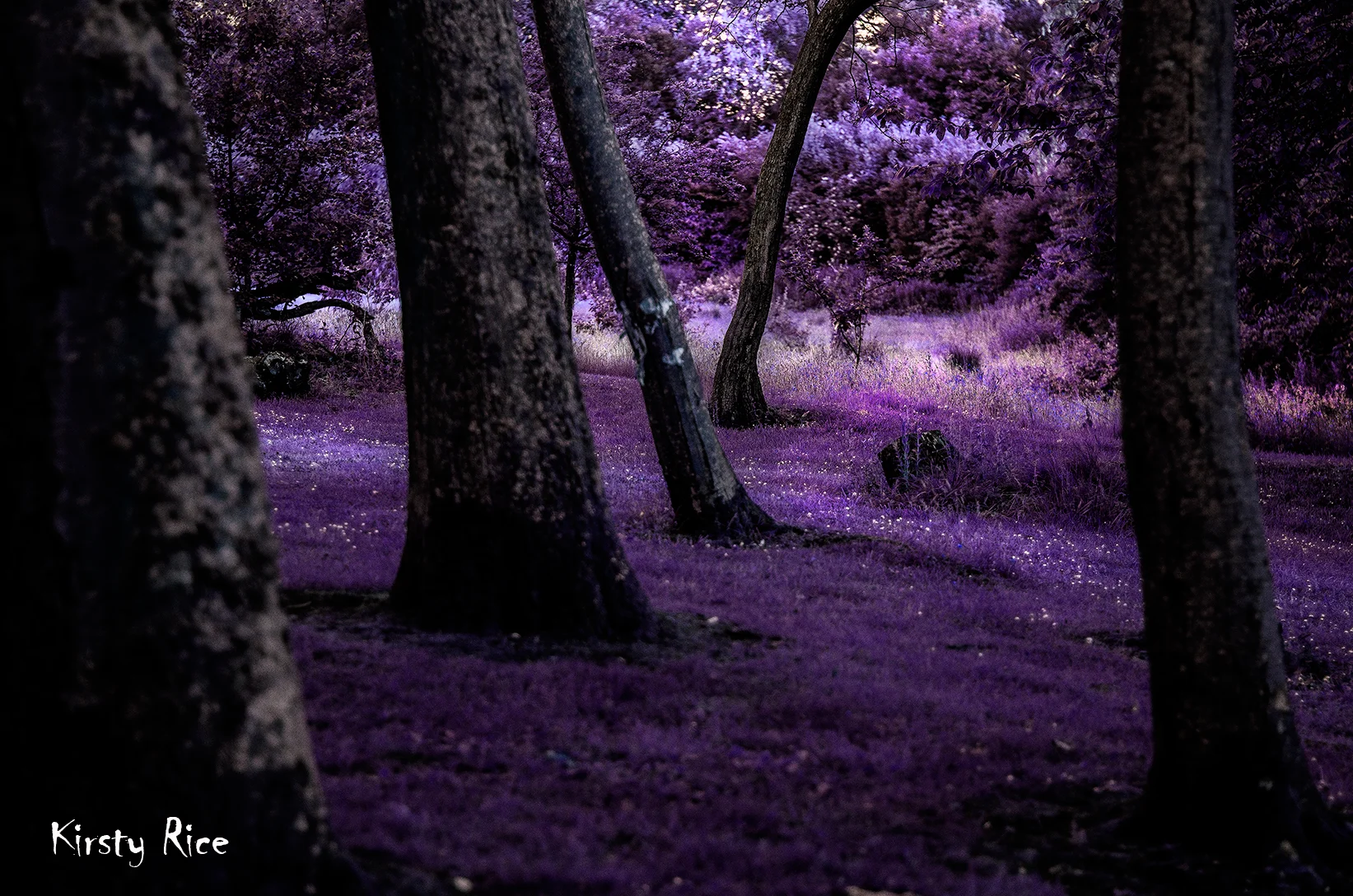 tree depth 2.jpg