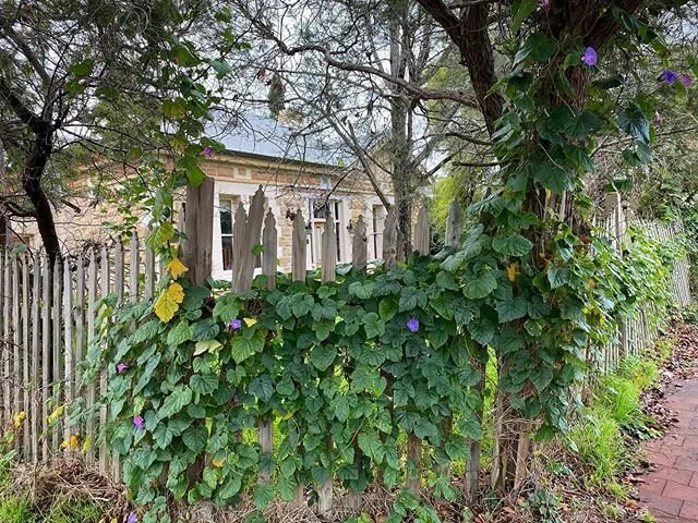 #streetsofadelaide #oldwoodenfence #oldfence #ramshackle #gloryvine #villa #seeadelaide