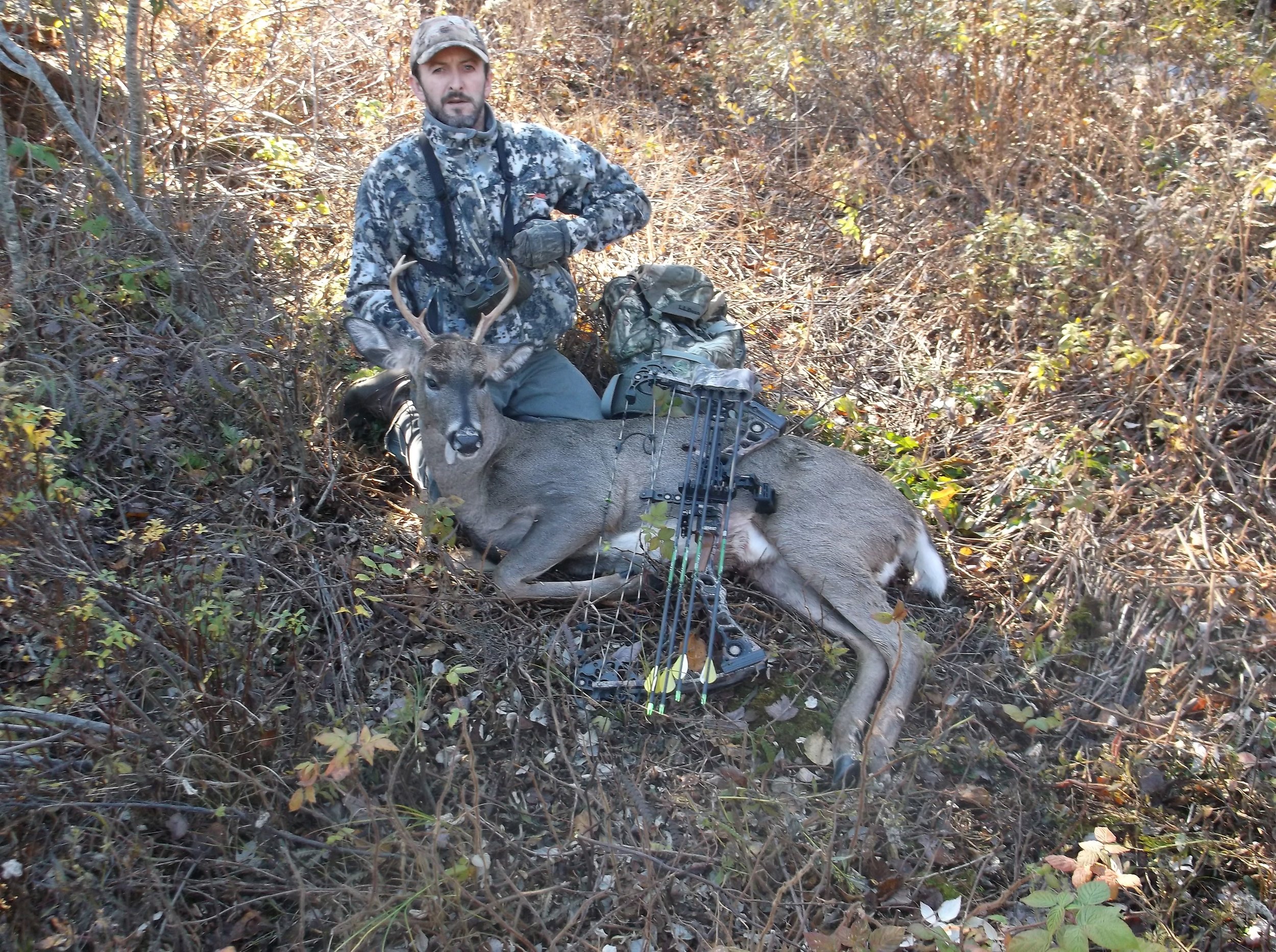 white tail deer bow hunt