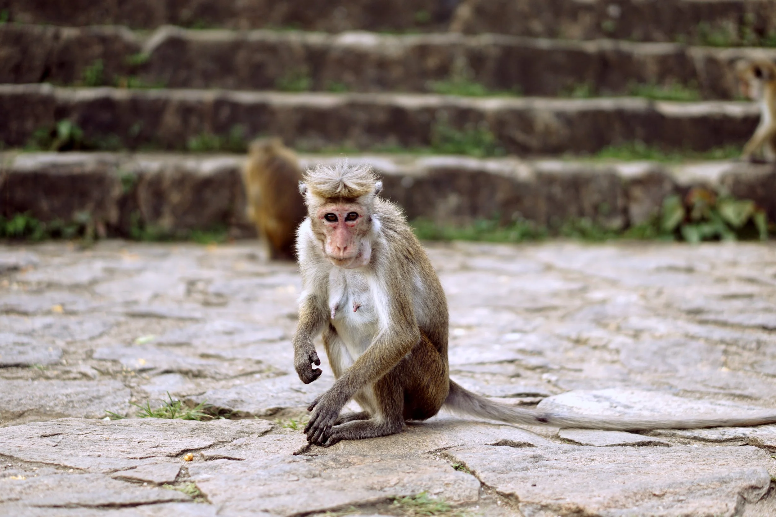 Photos to Inspire You to Visit Sri Lanka