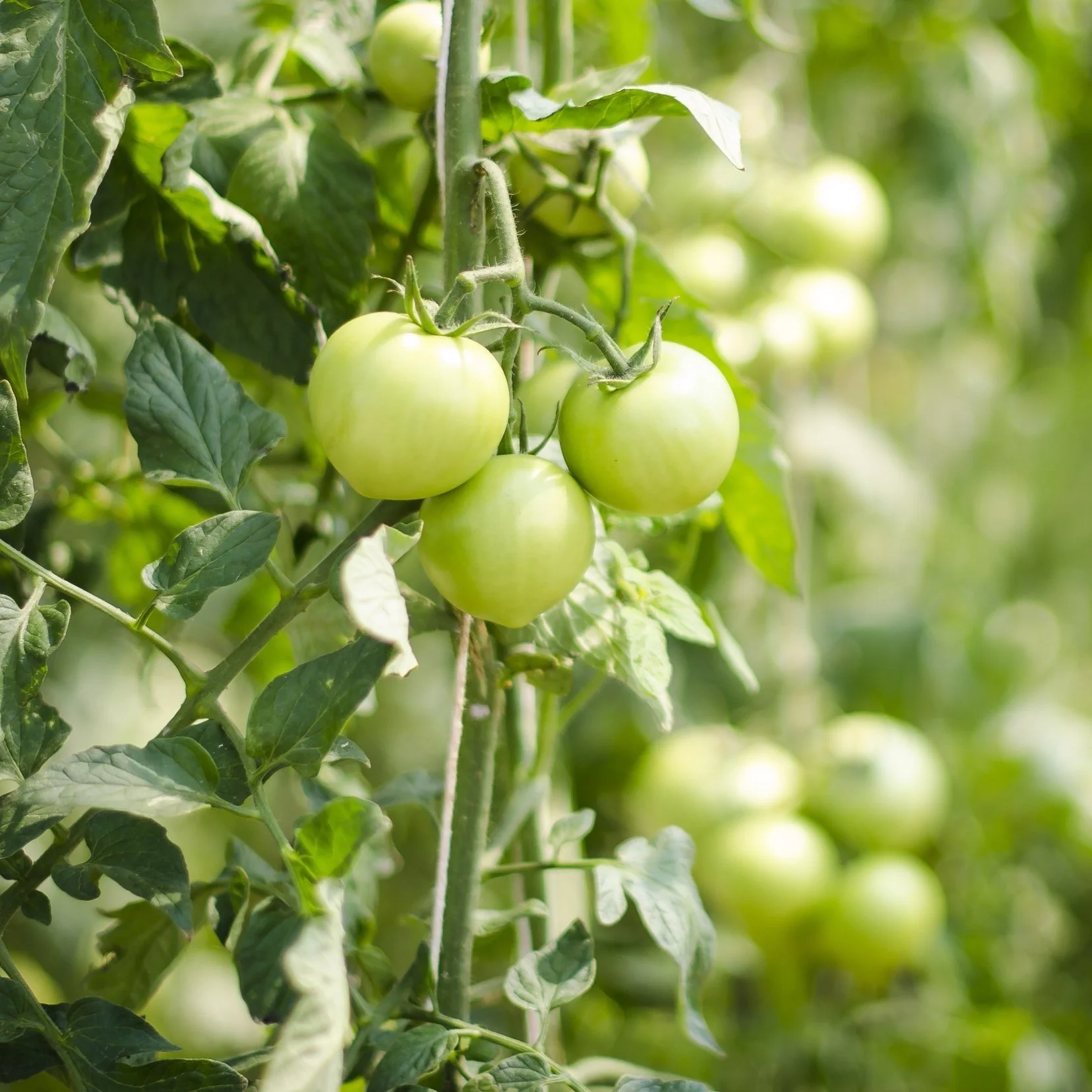 Why You Should Eat Locally Sourced Produce and Foods with Sarah Hester, MS, RD