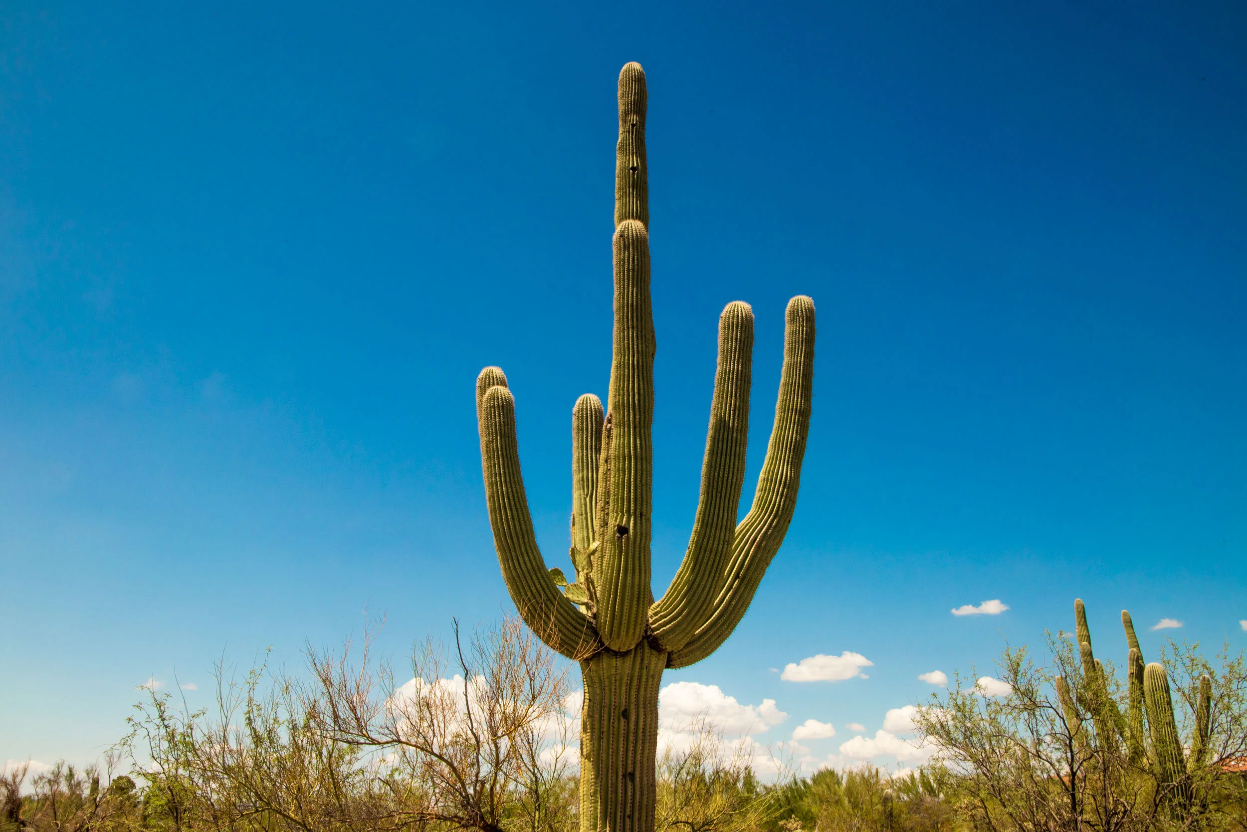 Saguaro-Tohono-Chul.jpg