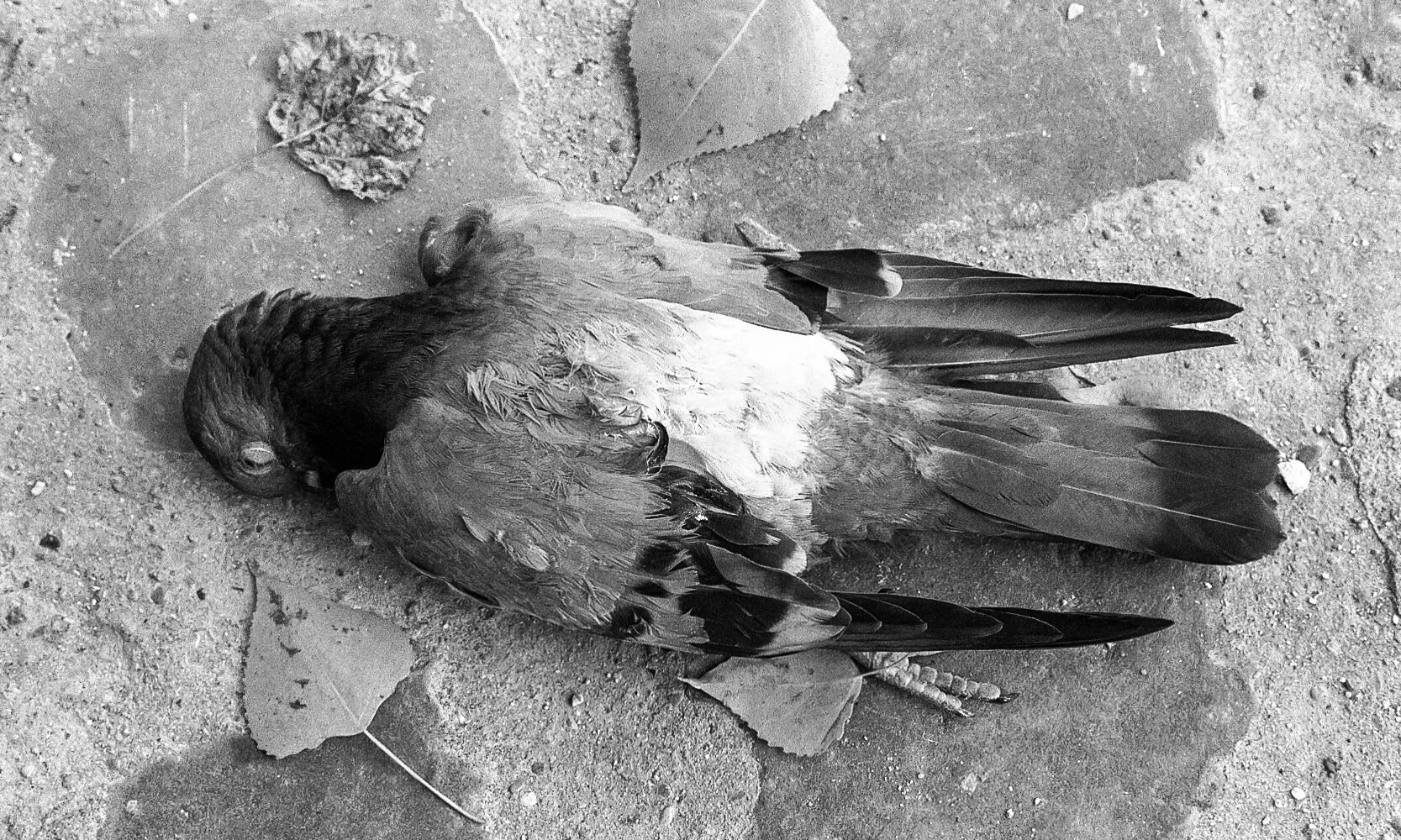 pigeon5.jpg