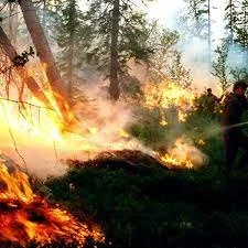 Heatwaves effect on the Enviroment