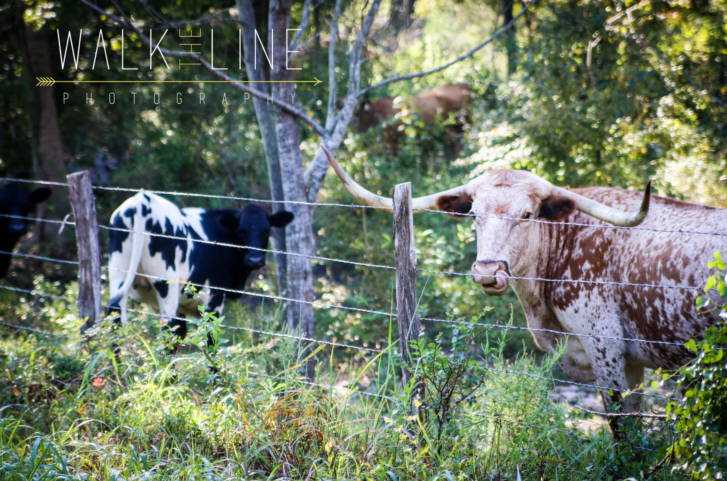 SoTex_Round Top (1 of 7).jpg