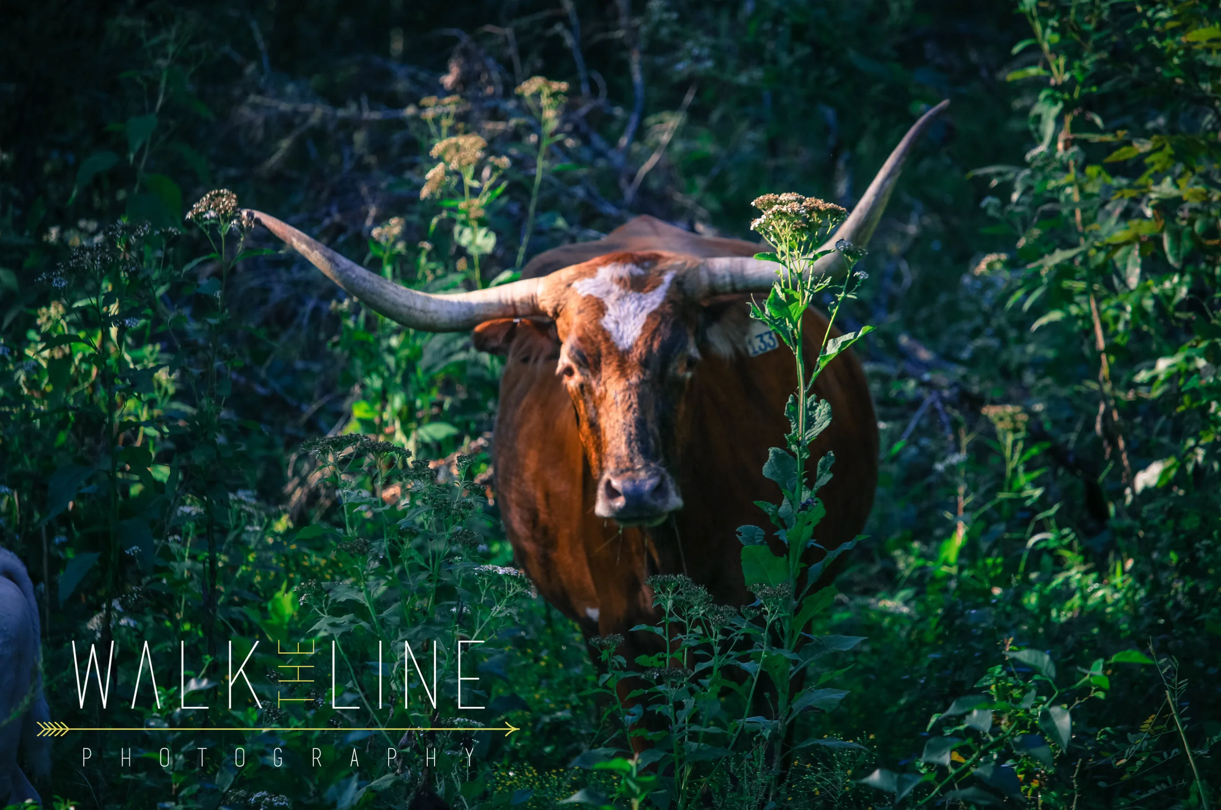 SoTex_Round Top (2 of 7).jpg