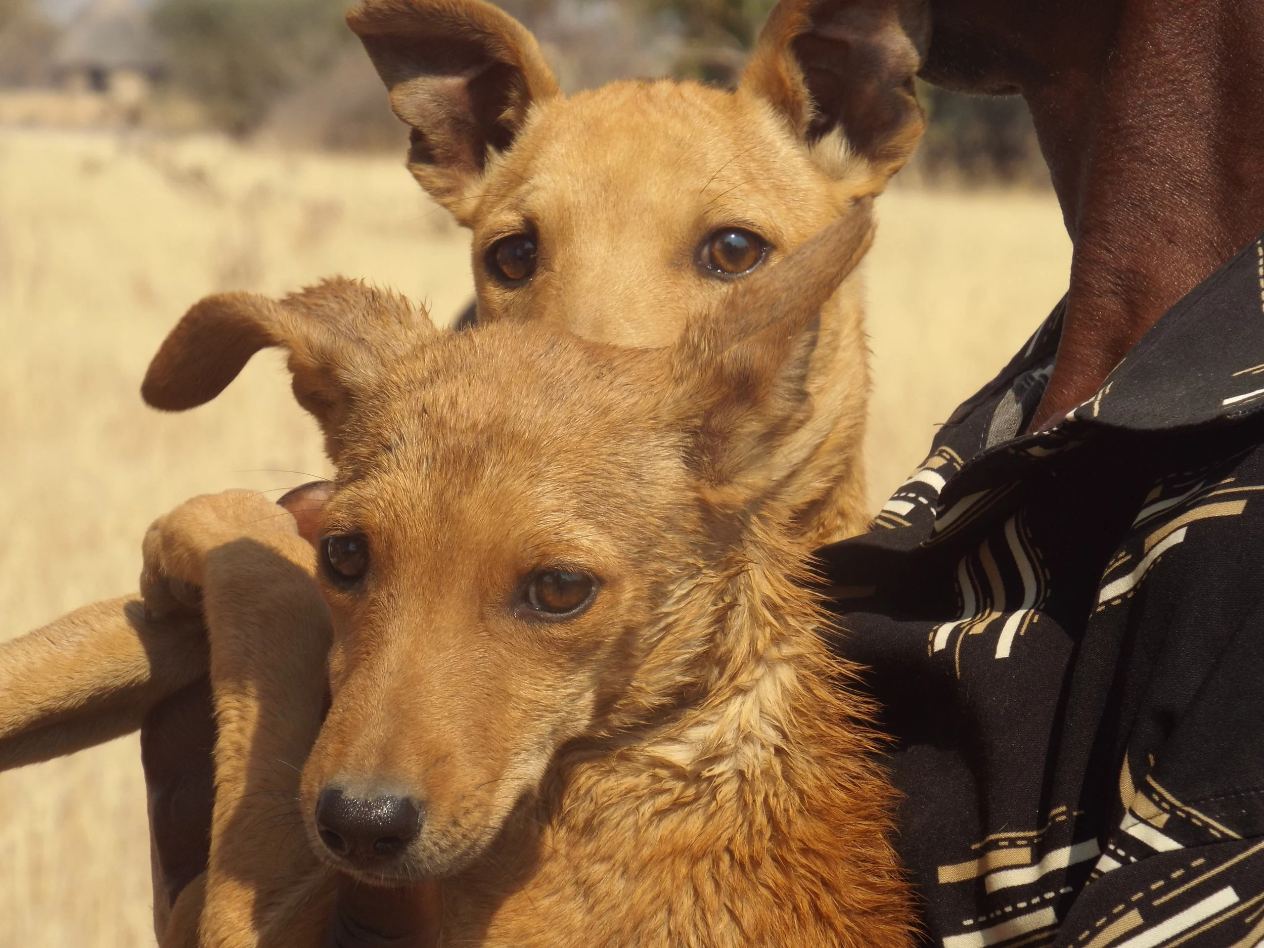 Painted Dog Conservation