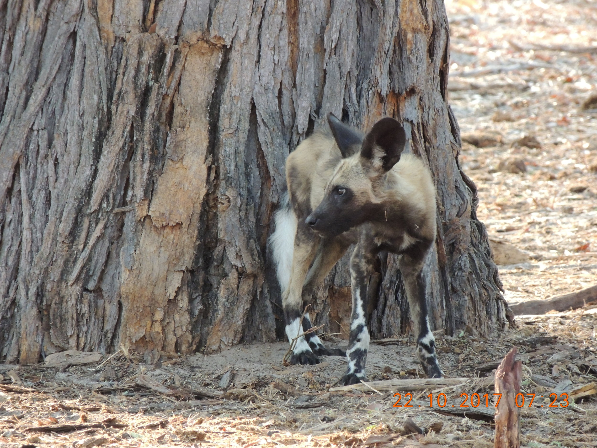 Painted Dog Conservation