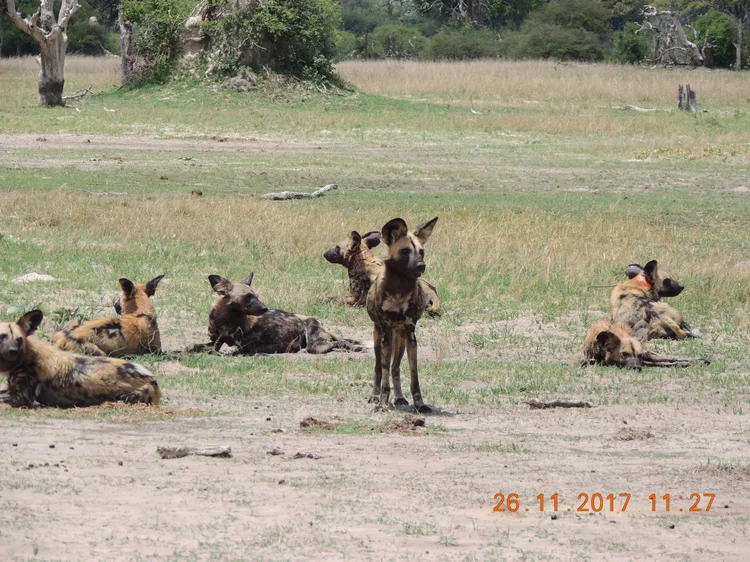 About the species — Painted Dog Conservation