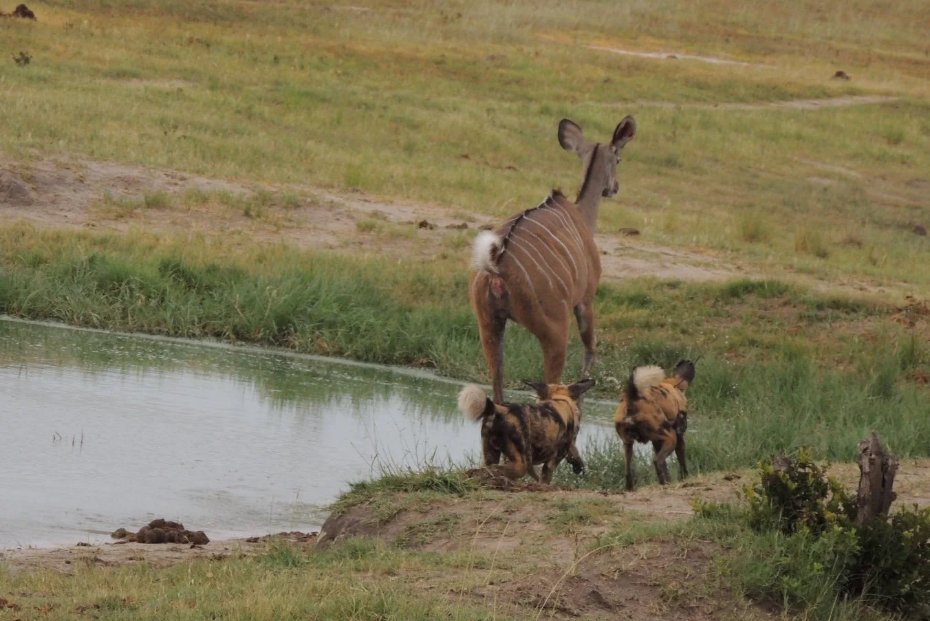 About the species — Painted Dog Conservation