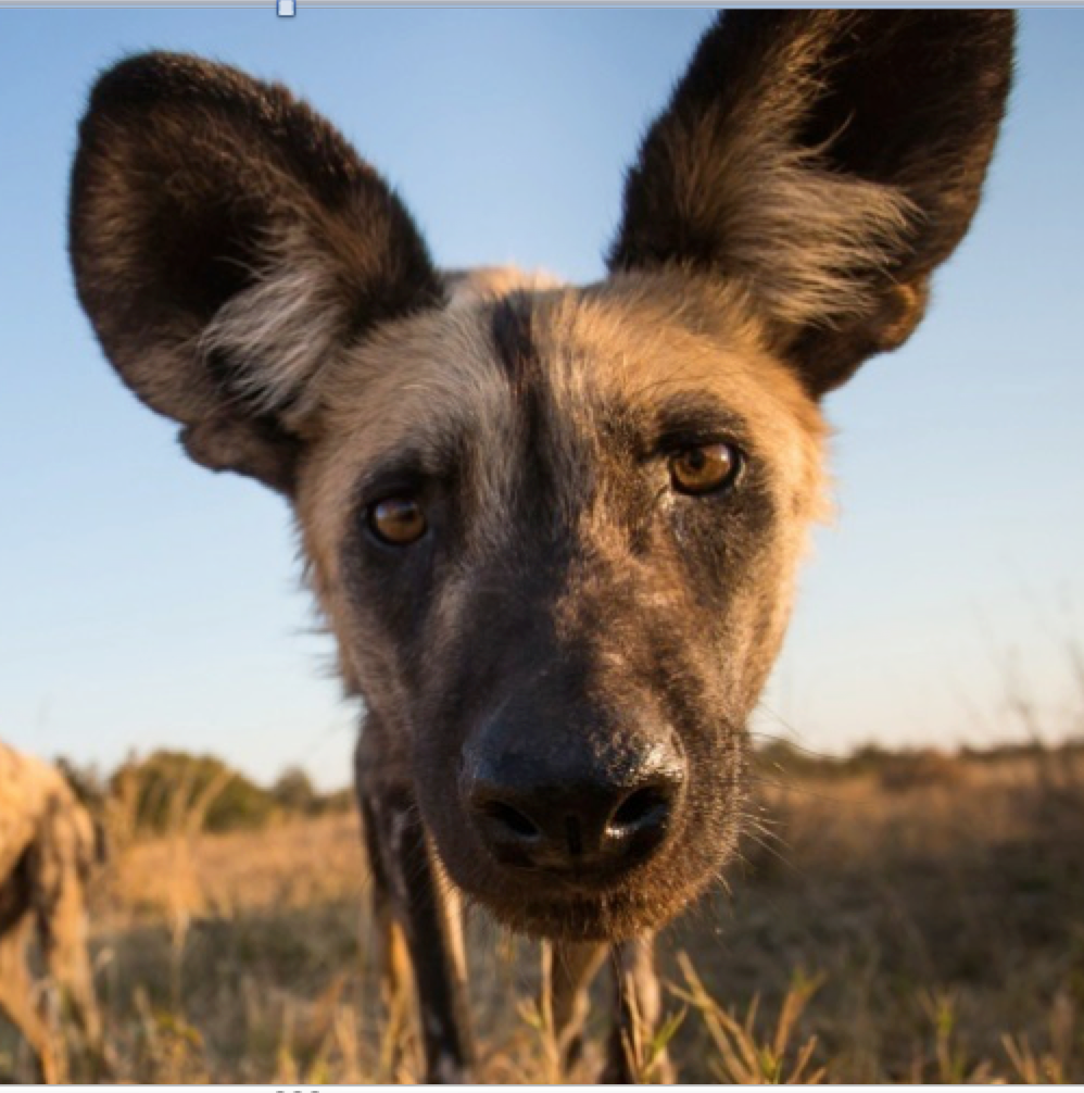 African Wild Dog, Species