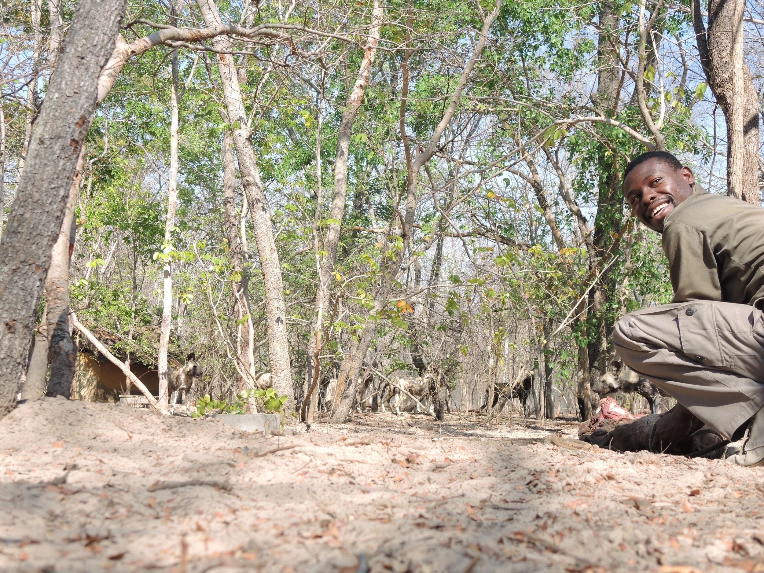 Shepherd Phiri preparing a meal for painted dogs at the Rehabilitation Facility