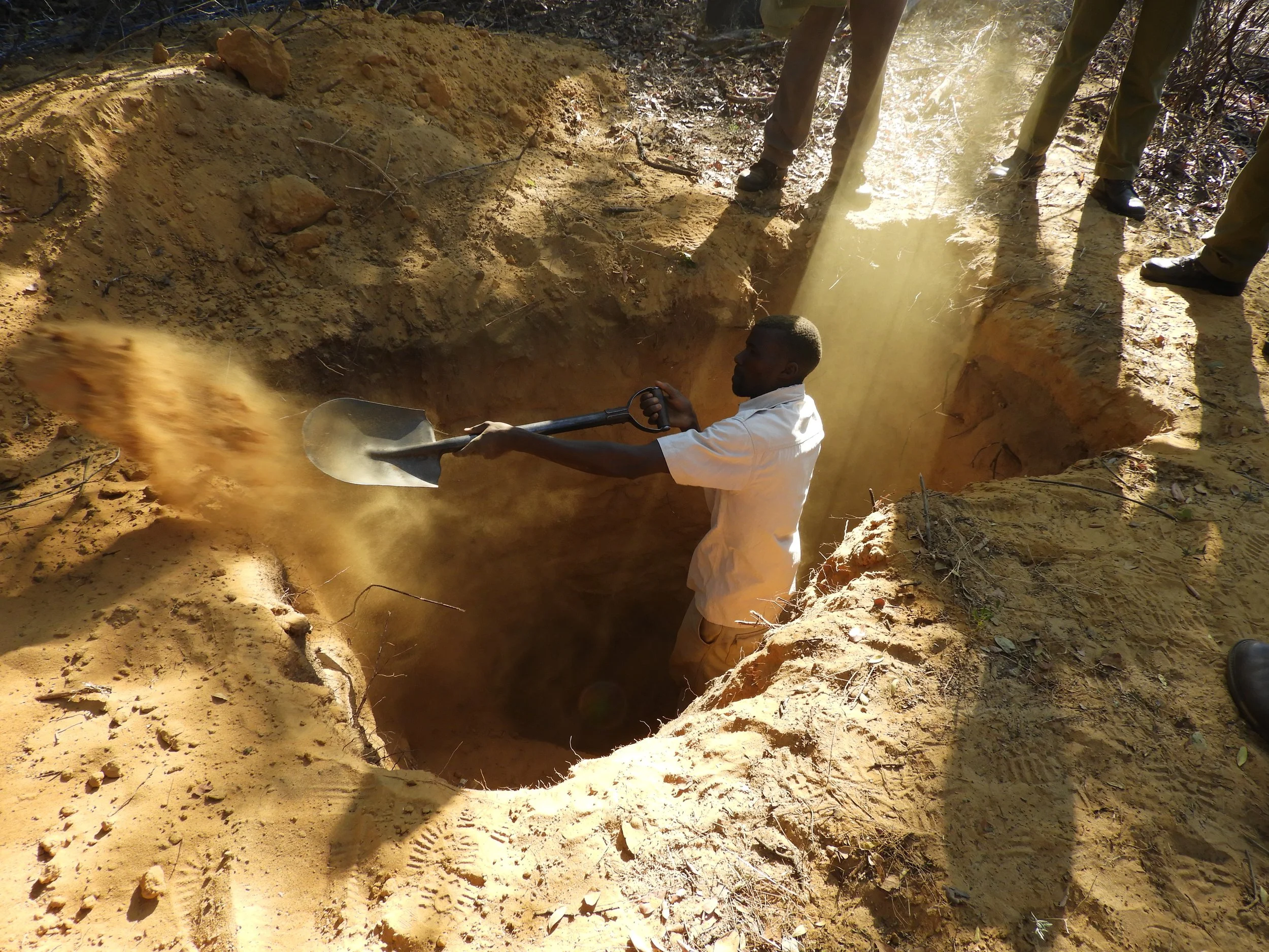 Moyo helps dig out the pups from the den in Mpindo