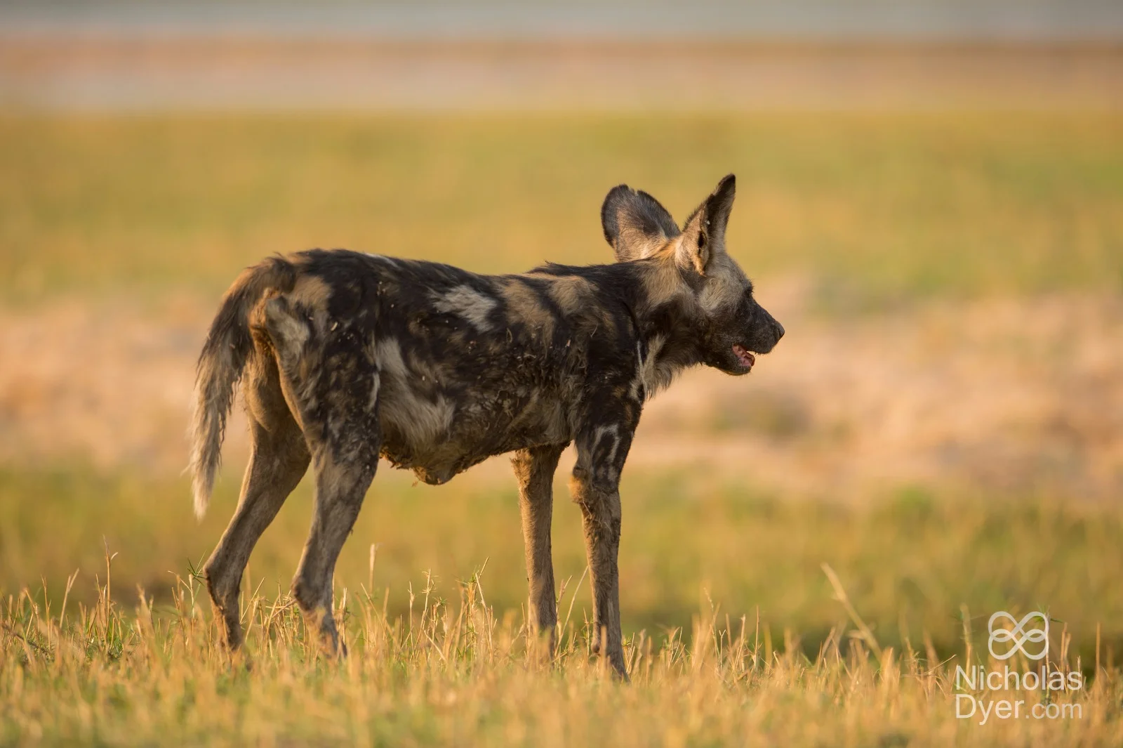 This is Tait, she features in the BBC’s documentary #Dynasties Painted Wolf episode.