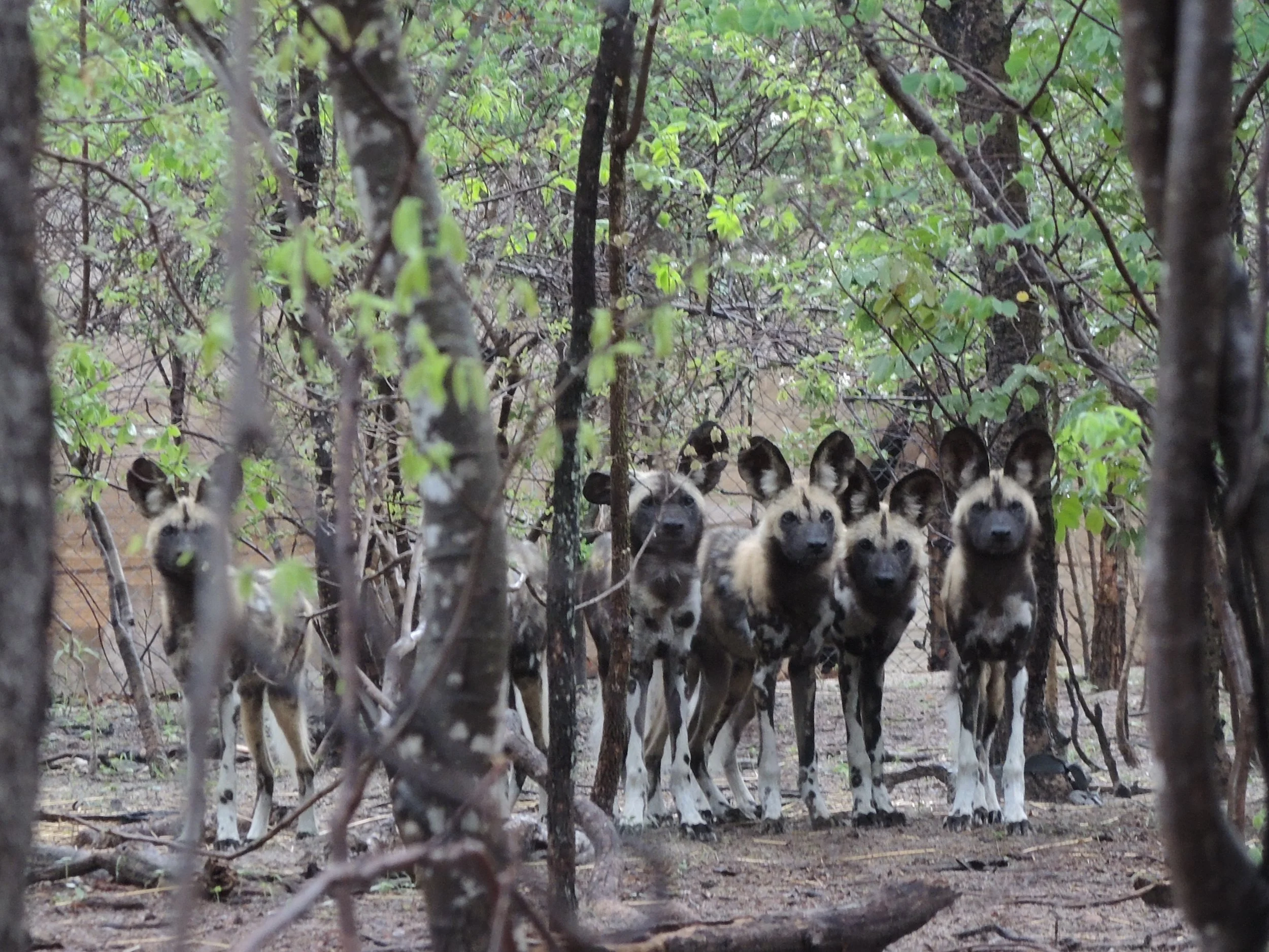 Mpindo pack pups