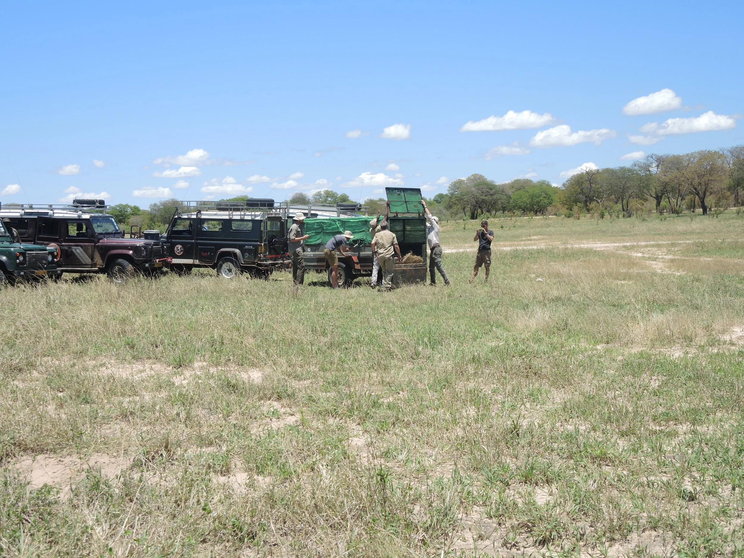 The team opens the trailer to release the Mpindo pack at Jambili pan