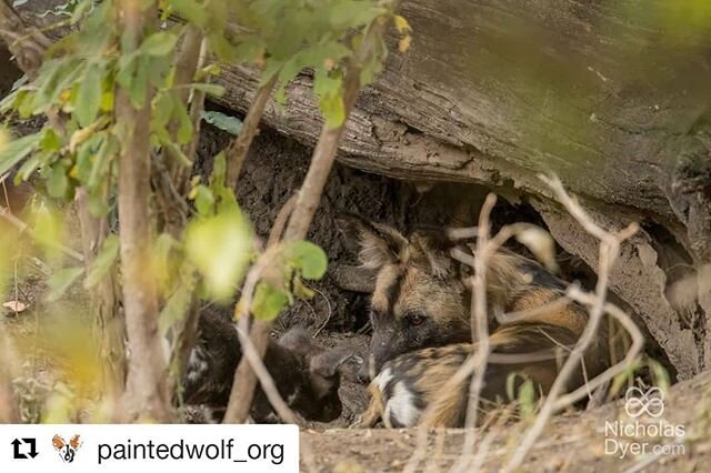 #paintedwolfwednesday

#Repost @paintedwolf_org (@get_repost)
・・・
P A I N T E D . W O L F .  W E D N E S D A Y ⠀⠀⠀⠀⠀⠀⠀⠀⠀
⠀⠀⠀⠀⠀⠀⠀⠀⠀
What to expect when a #paintedwolf is expecting&hellip; ⠀⠀⠀⠀⠀⠀⠀⠀⠀
⠀⠀⠀⠀⠀⠀⠀⠀⠀
Painted wolves produce surprisingly large l