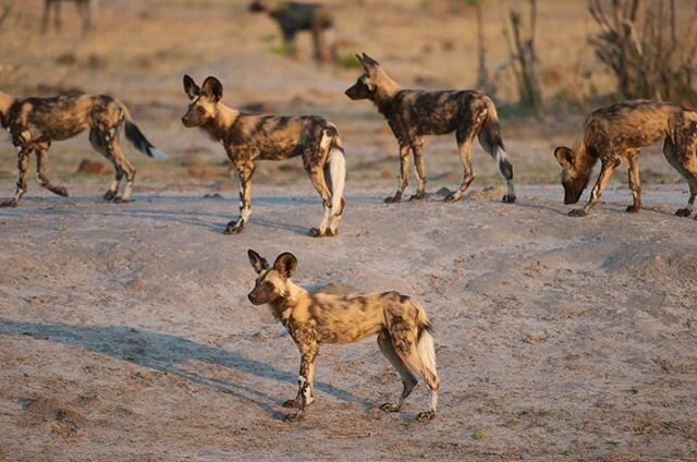 &ldquo;Painted dogs are so easy to fall in love with, just one encounter is enough to change your life forever.&rdquo; - @peterblinston, PDC Executive Director.

#happyweekend #conservation #savethepainteddog #painteddogs #wildlife #environment