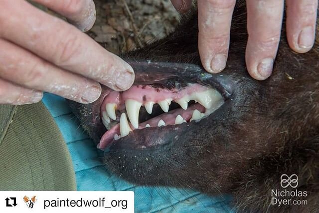 #paintedwolfwednesday

#Repost @paintedwolf_org (@get_repost)
・・・
P A I N T E D . W O L F . ⠀⠀⠀⠀⠀⠀⠀⠀⠀
W E D N E S D A Y ⠀⠀⠀⠀⠀⠀⠀⠀⠀
⠀⠀⠀⠀⠀⠀⠀⠀⠀
My, what big #teeth you have! ⠀⠀⠀⠀⠀⠀⠀⠀⠀
⠀⠀⠀⠀⠀⠀⠀⠀⠀
Relative to body size #paintedwolves have the largest #premo